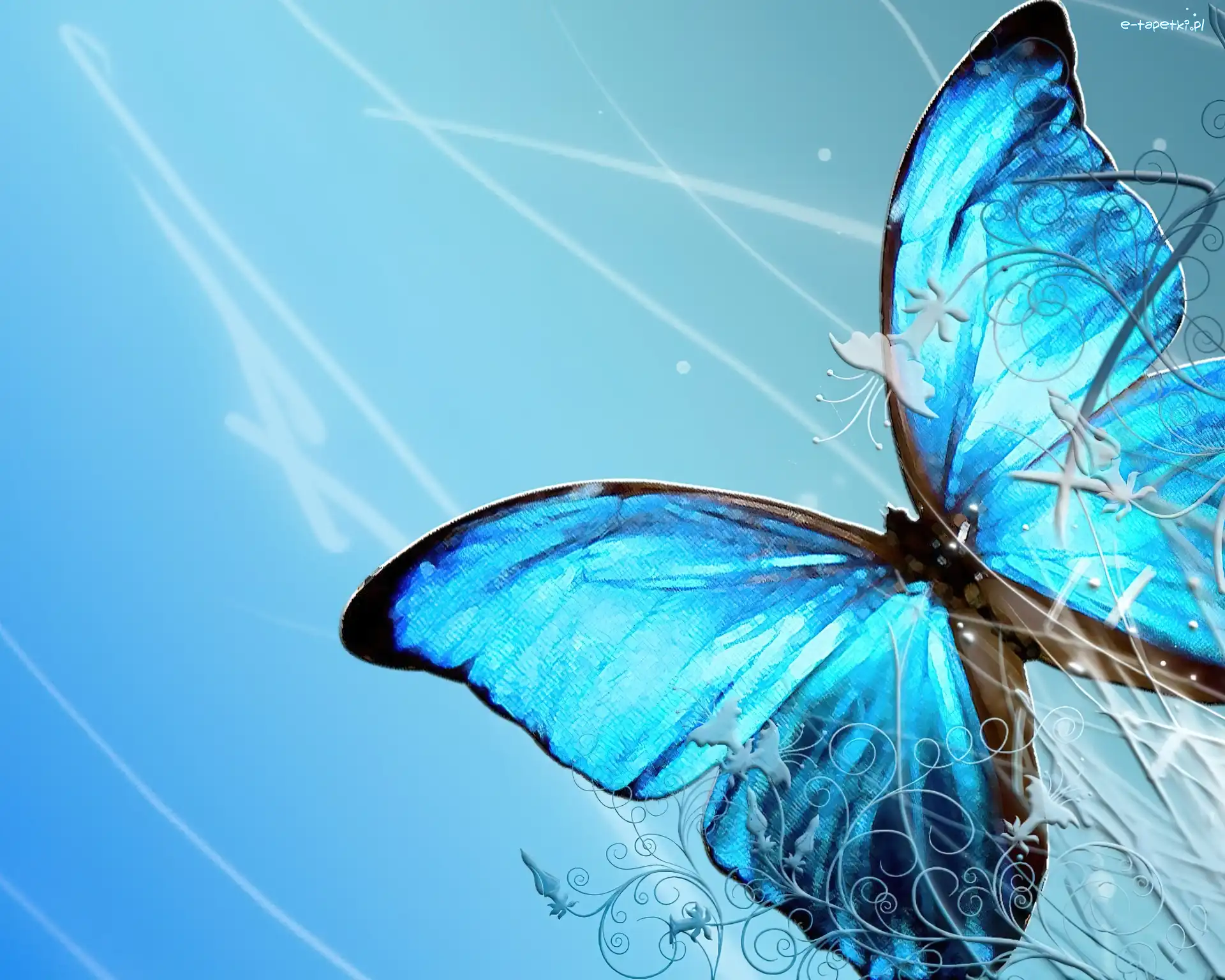 Motyl, Niebieski