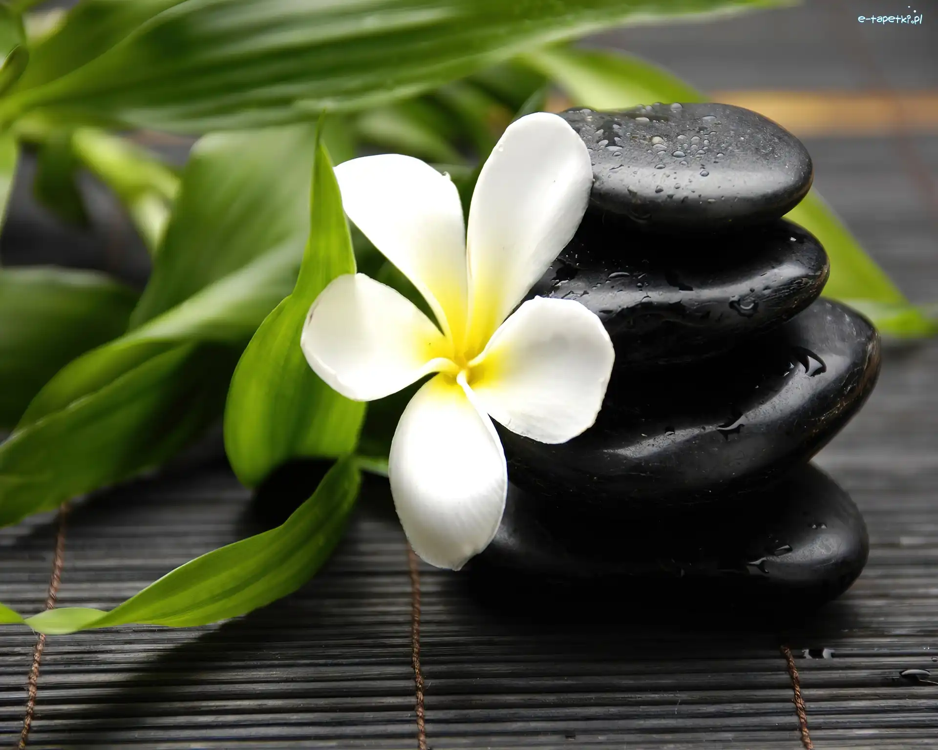 Kamyki, Plumeria, Kwiat, Czarne