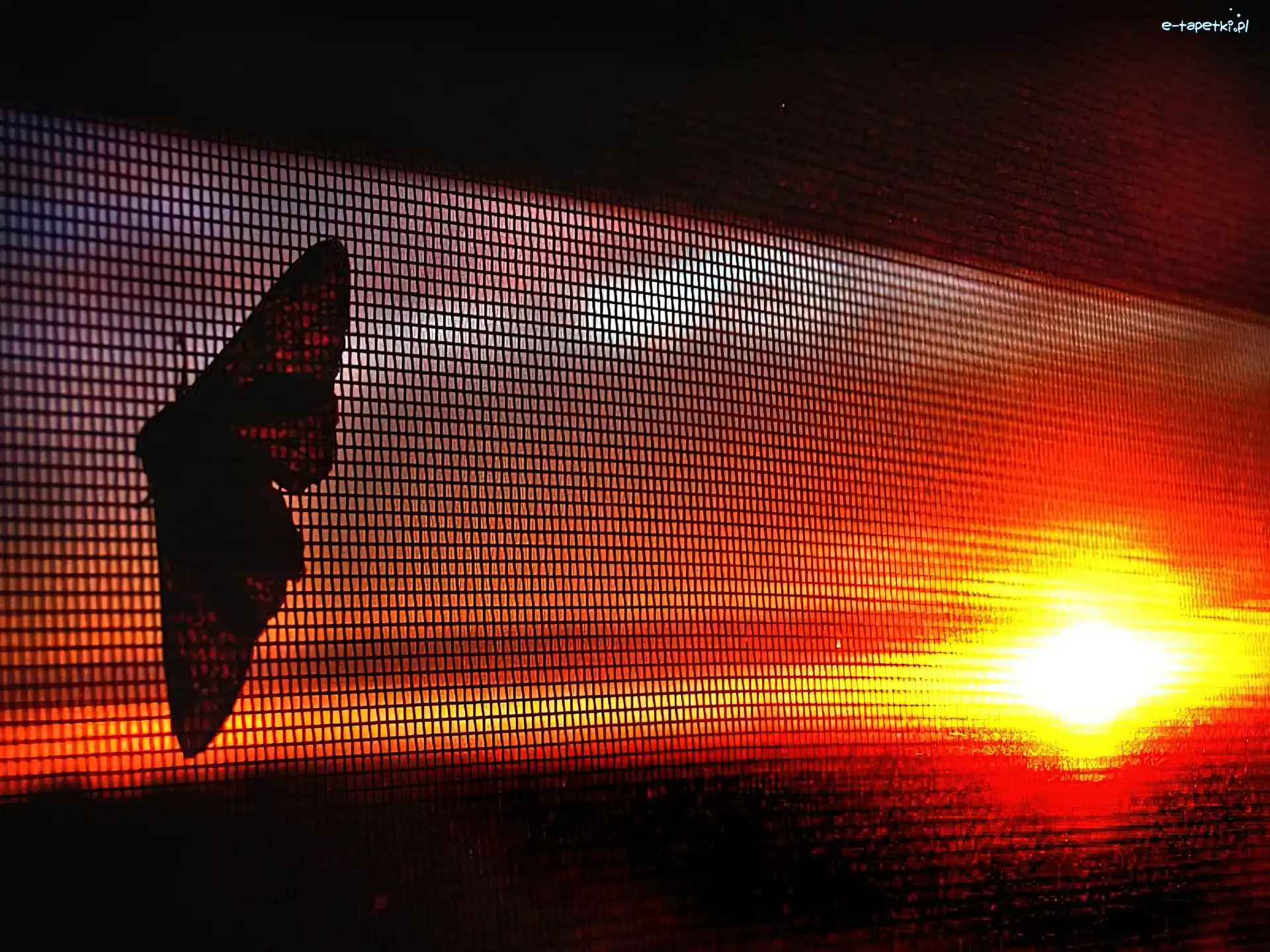 Słońce, Motyl, Siatka