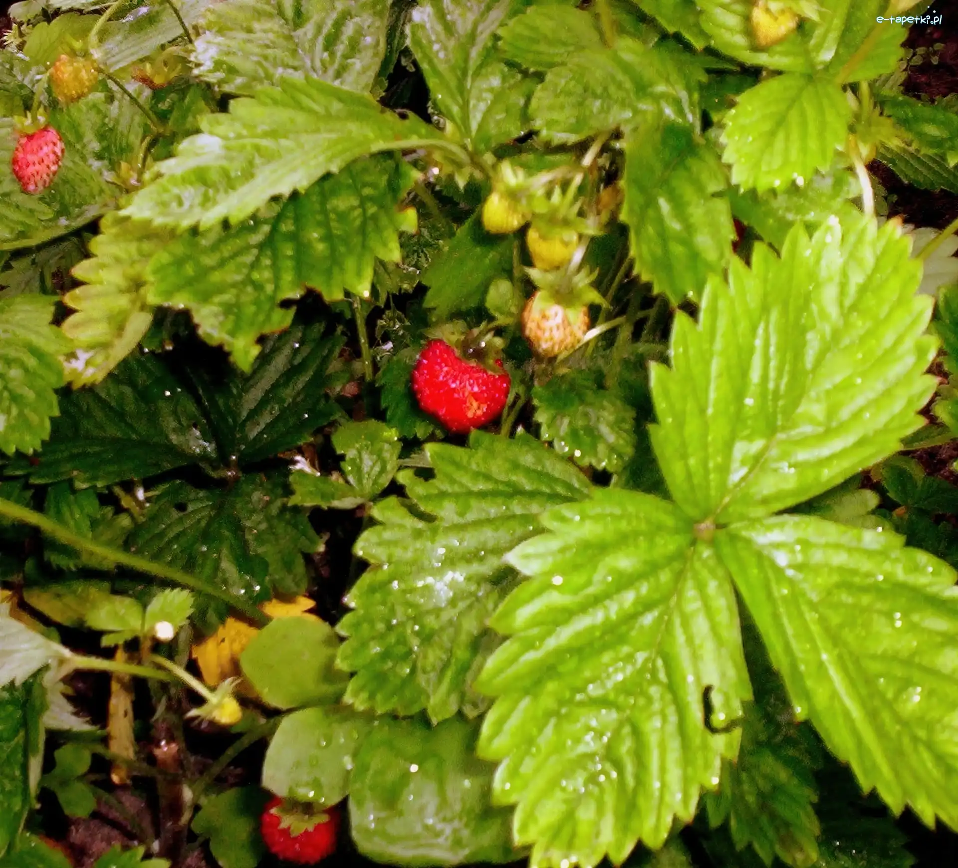 Liście, Poziomki, Malutkie