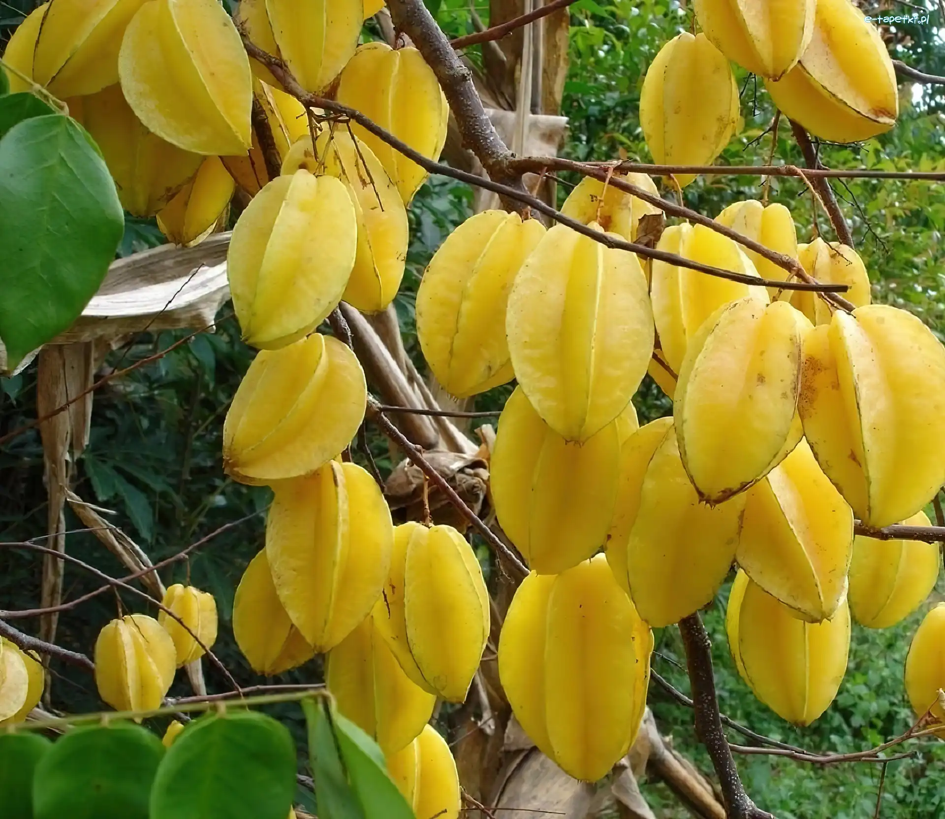 Karambole, Żółte