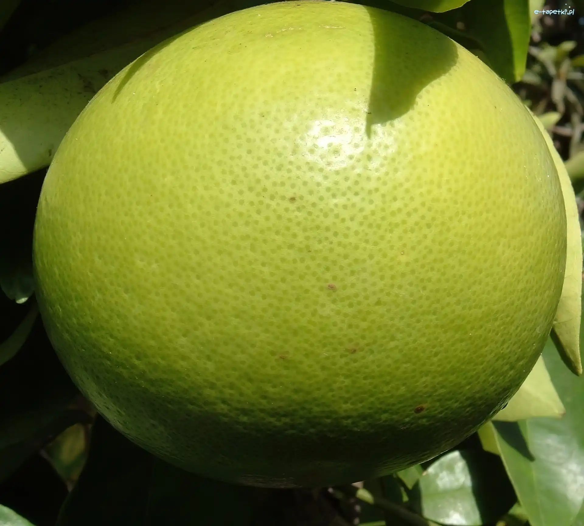 Grejpfrut, Zielony
