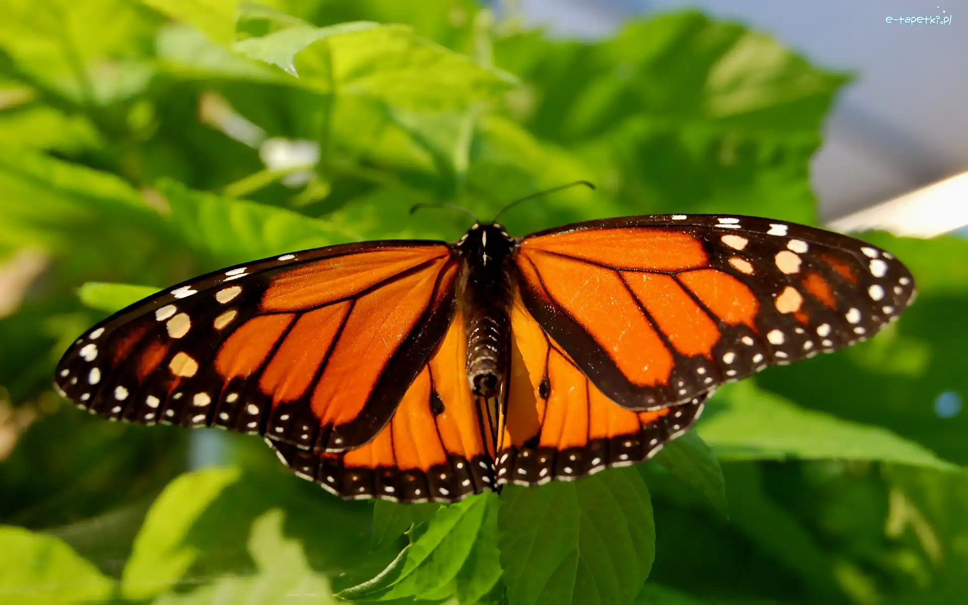 Monarcha, Wędrowny, Danaid, Motyl