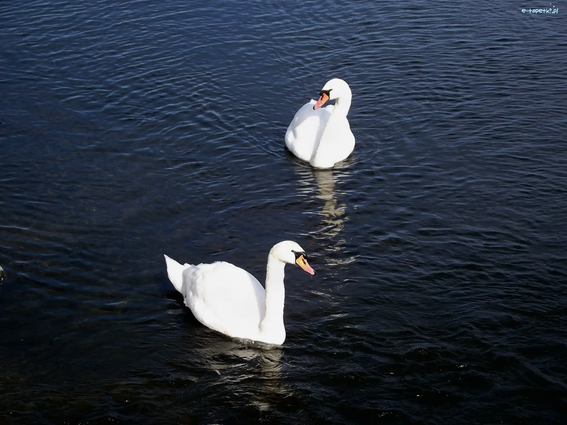 Woda, Łabędzie