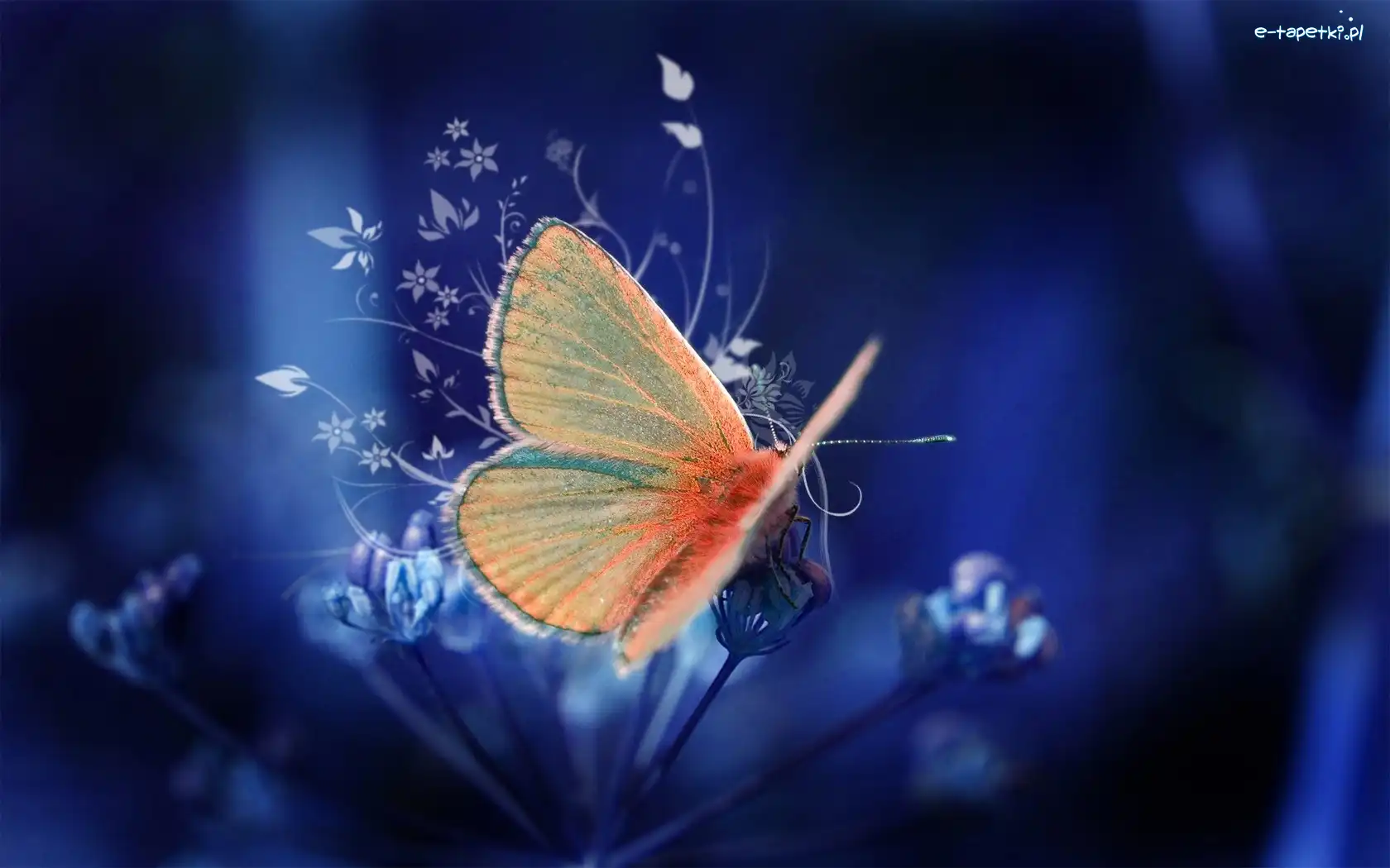Motyl, Pomarańczowy