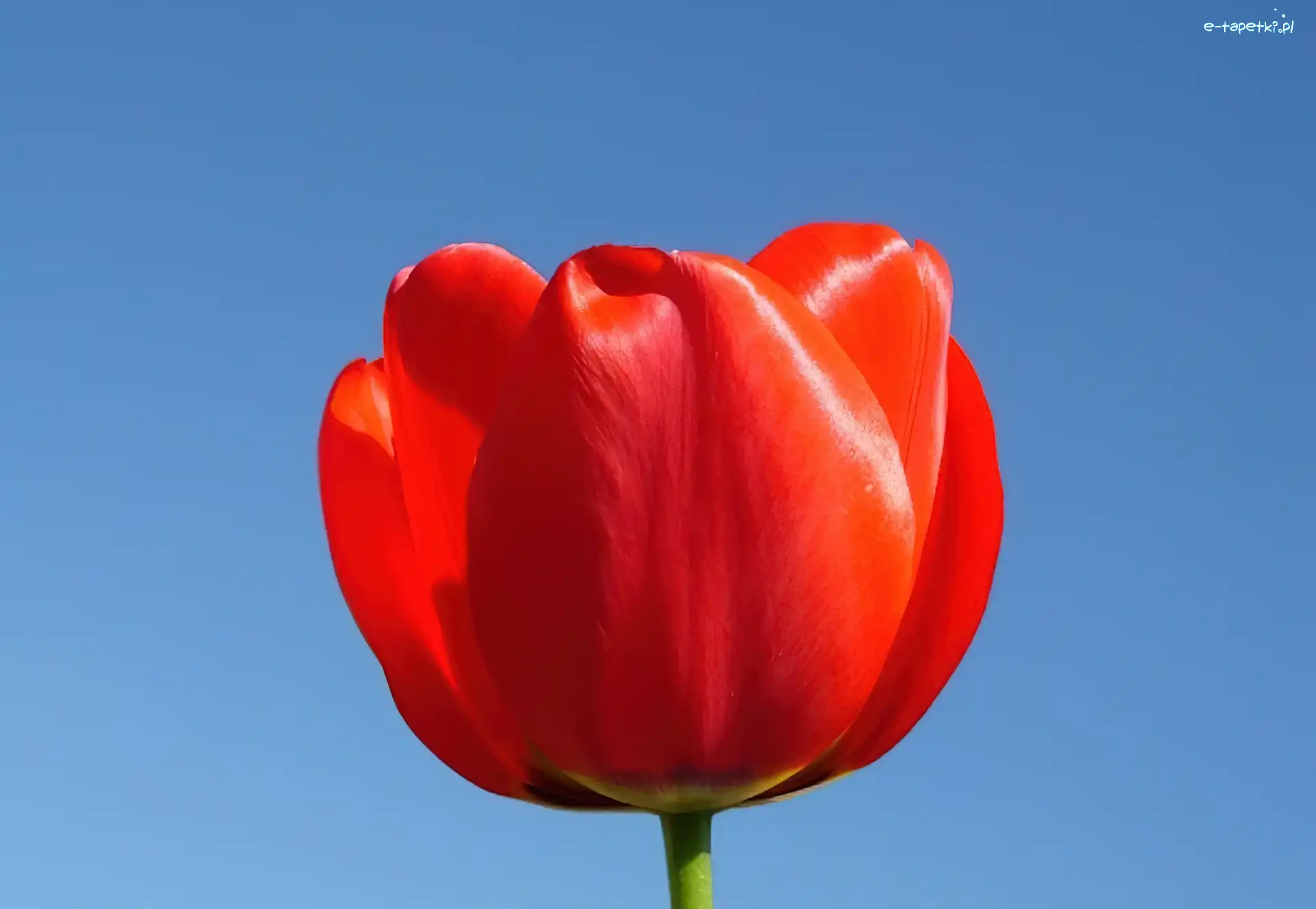 Tulipan, Czerwony