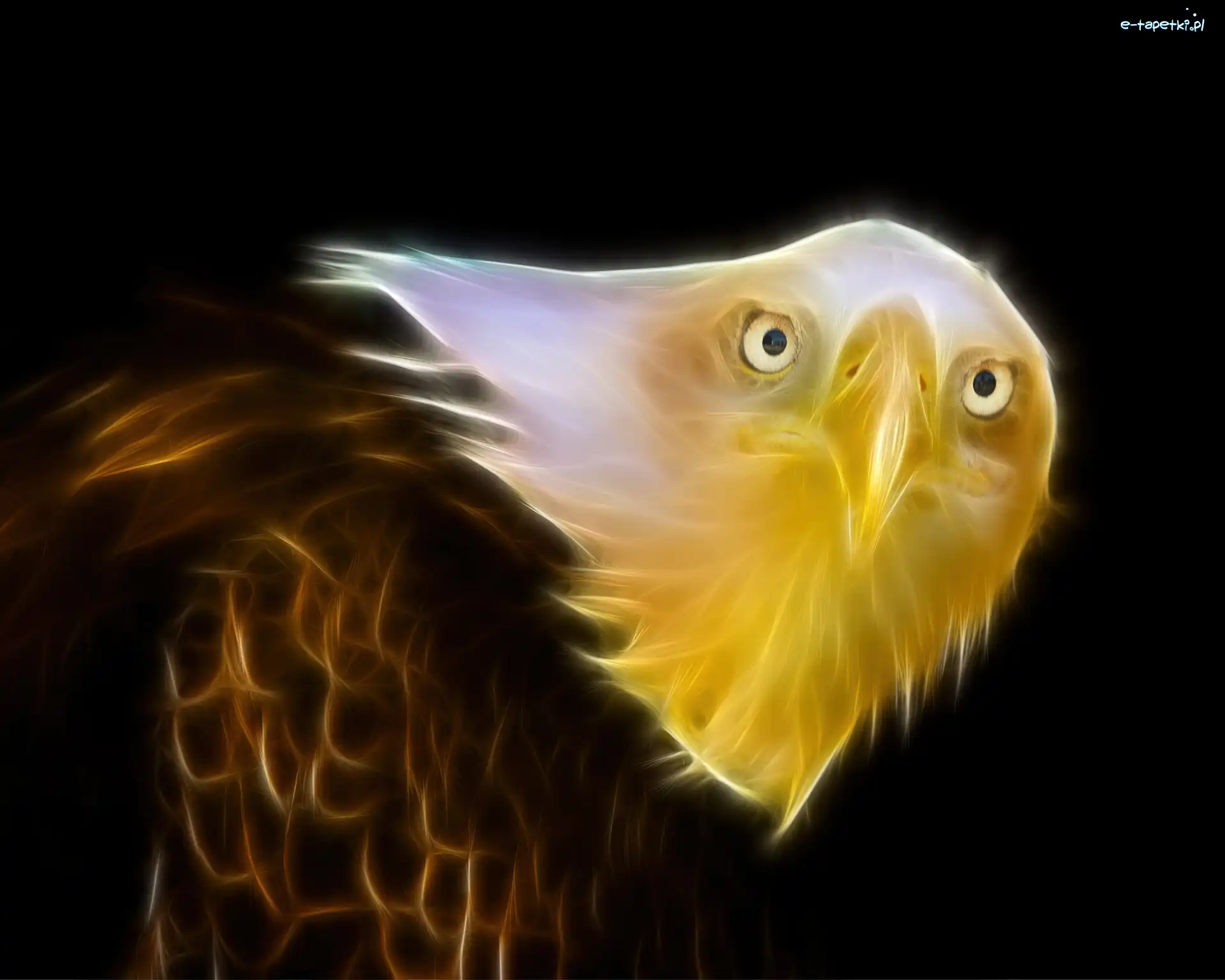 Bielik amerykański, Fractalius