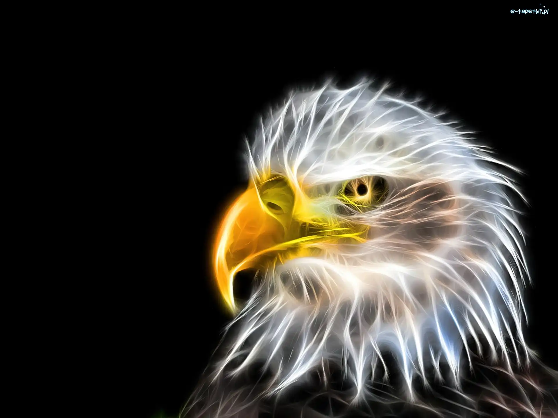 Bielik amerykański, Fractalius