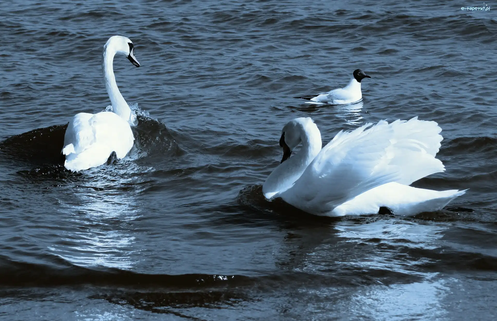 Mewa, Łabędzie