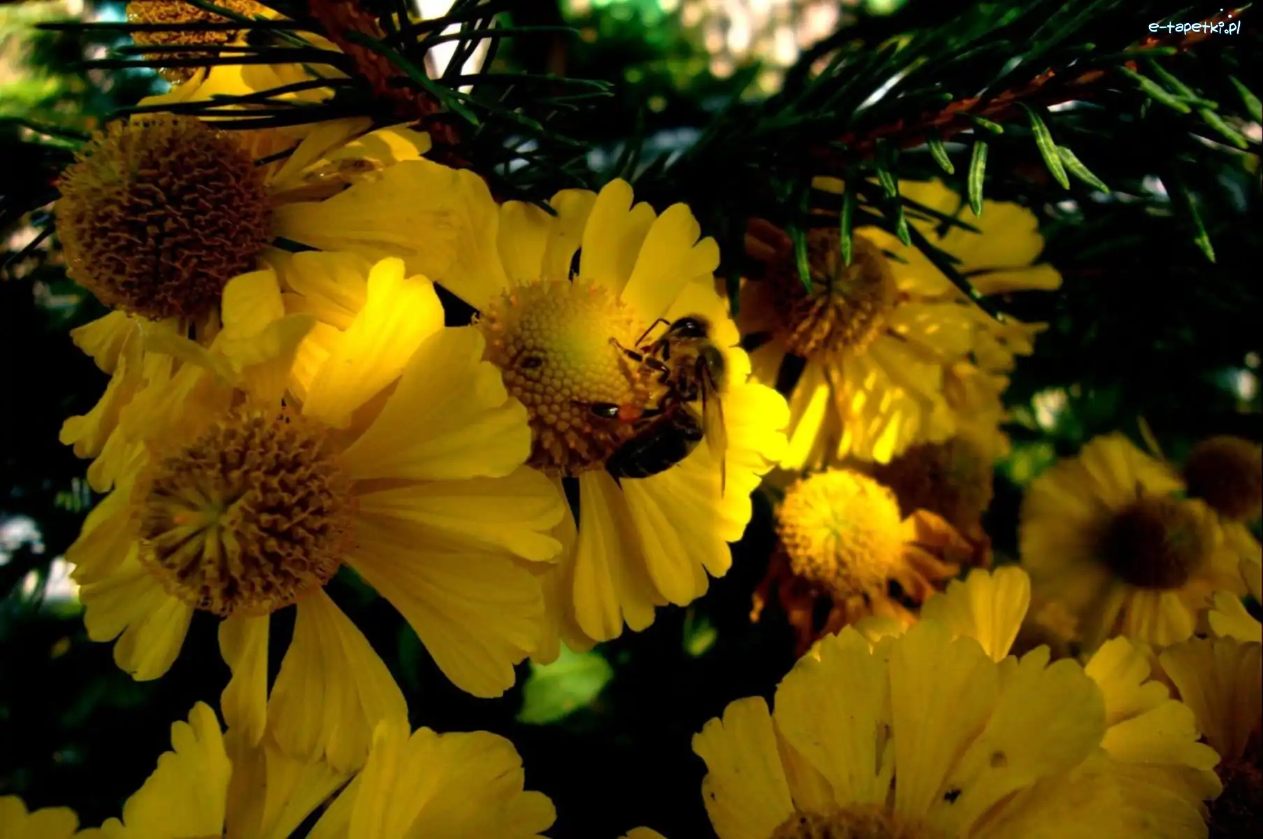 Rudbekia, Pszczoła