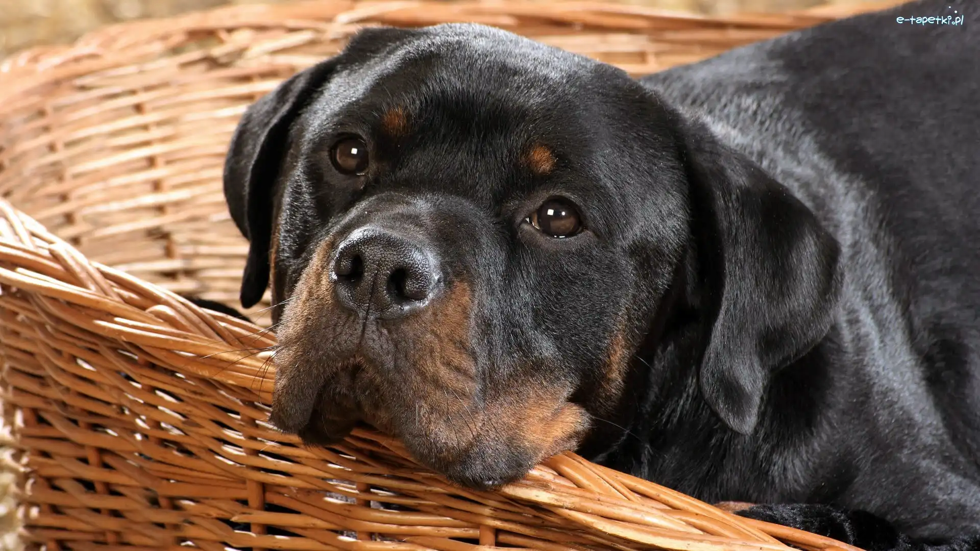 Posłanie, Rottweiler