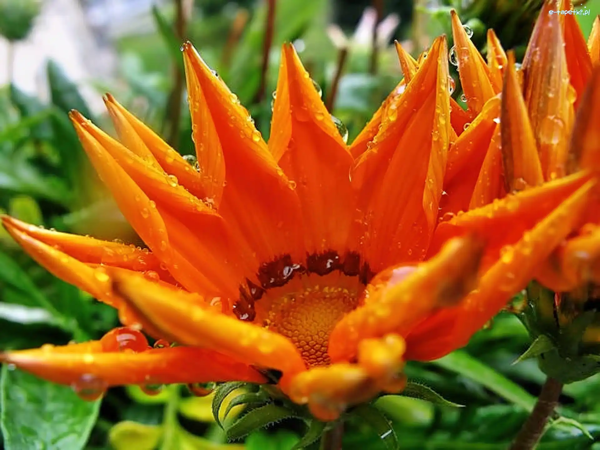 Deszcz, Gazania, Kwiat