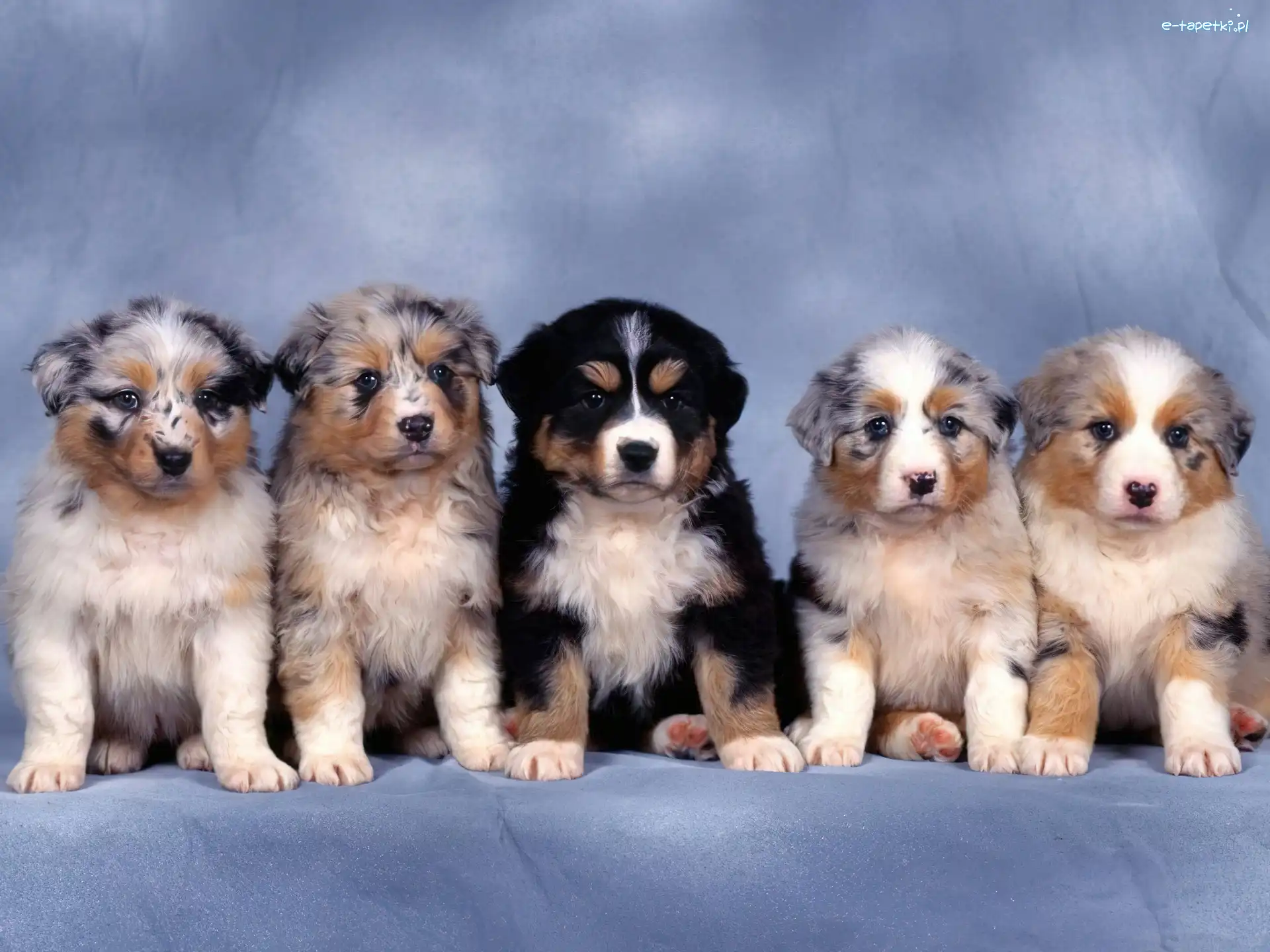 Berneński Pies Pasterski, Owczarki australijskie-australian shepherd, Cztery, Szczeniaki