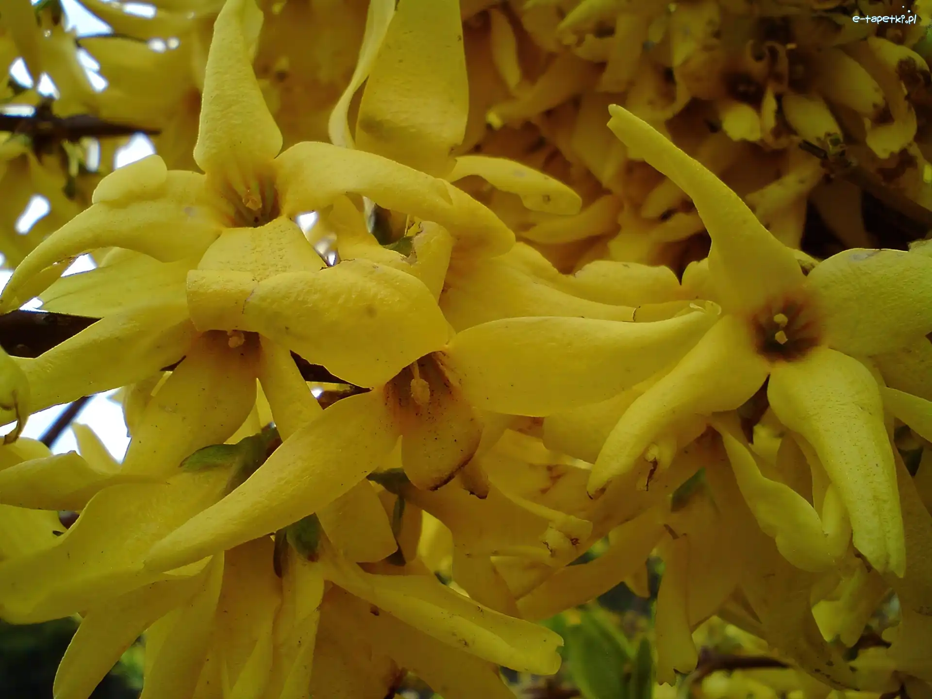 Forsycja, Kwiat