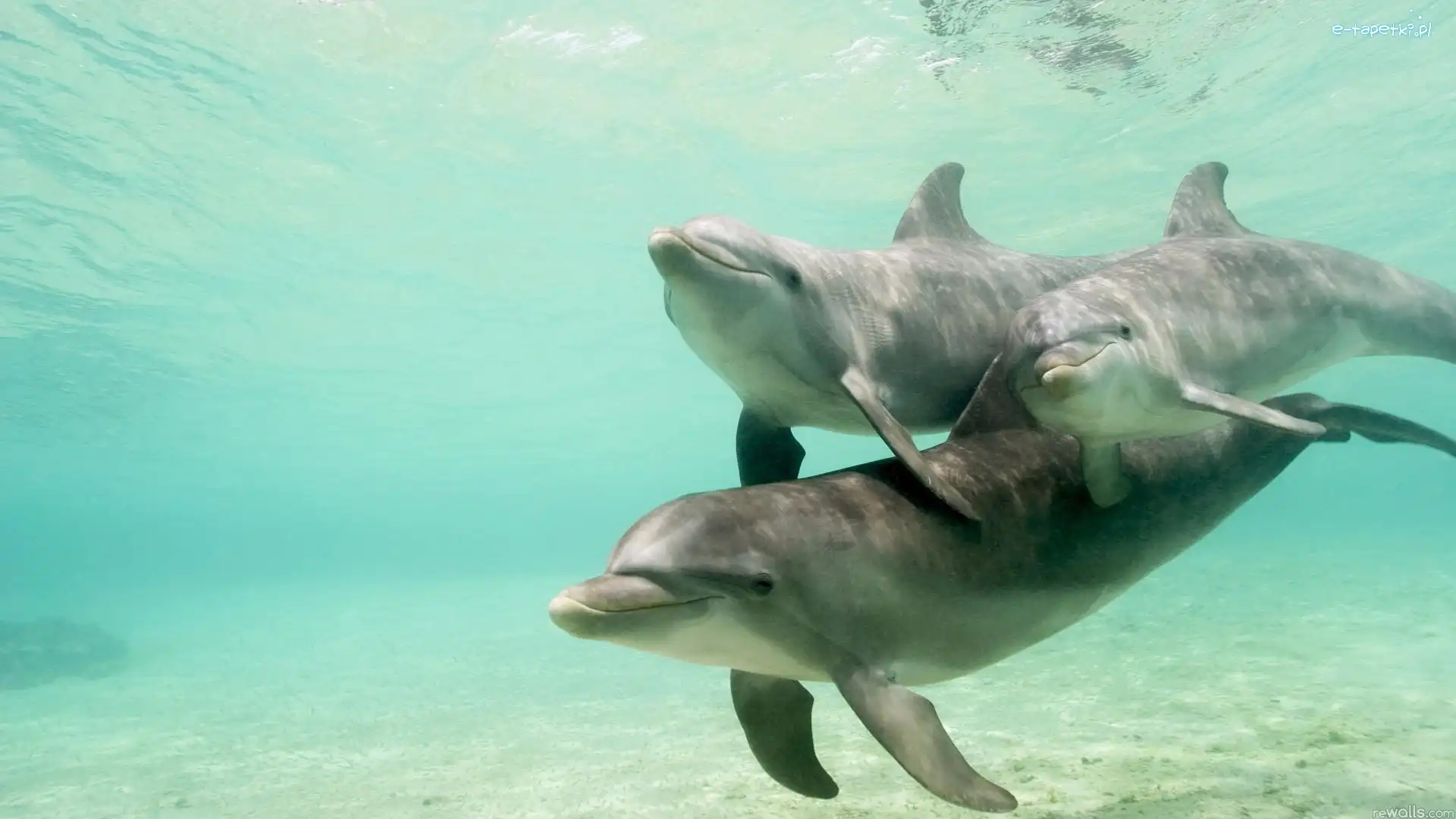 Delfiny, Trzy
