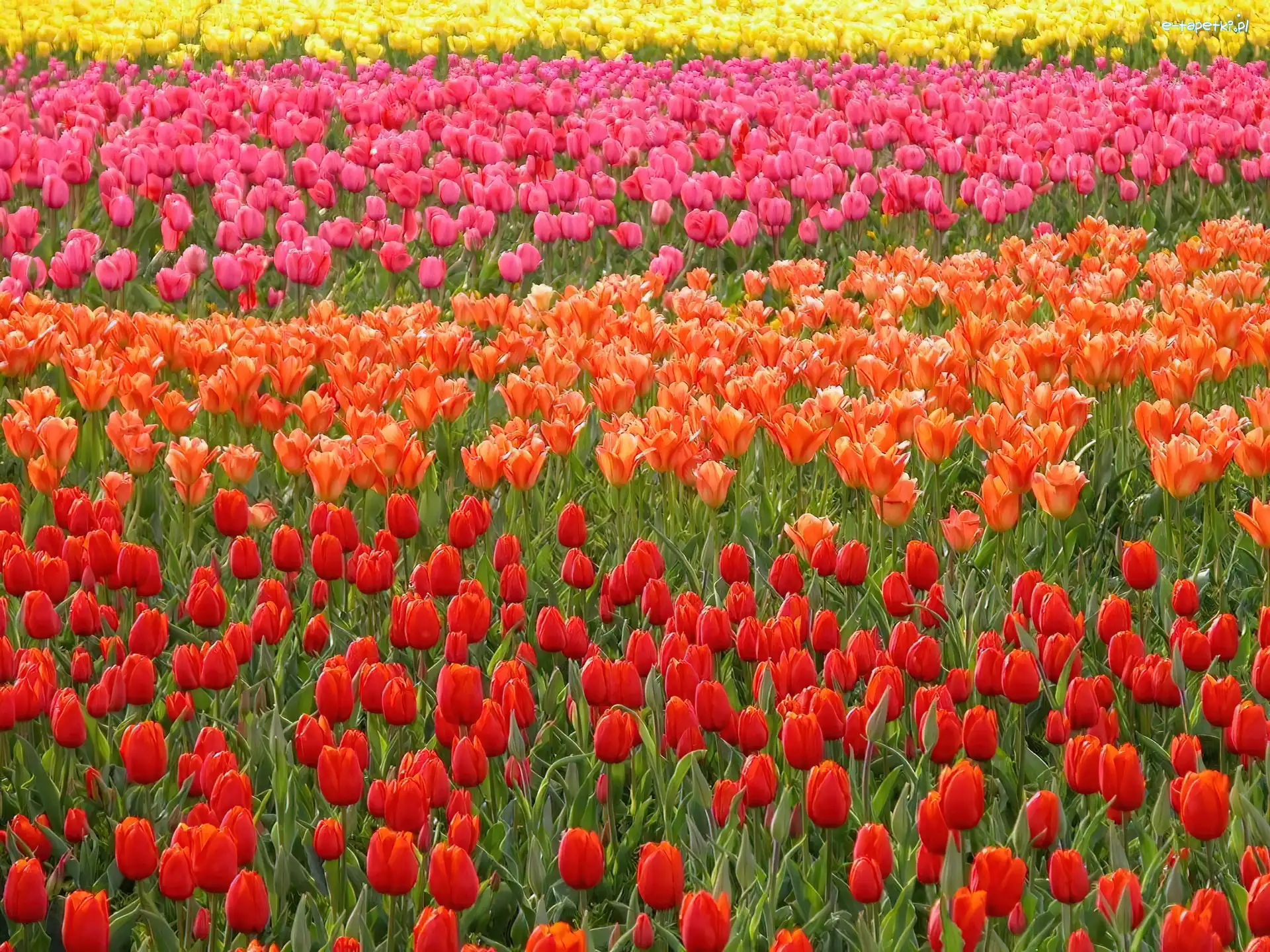 Tulipanów, Rzędy, Kolorowe