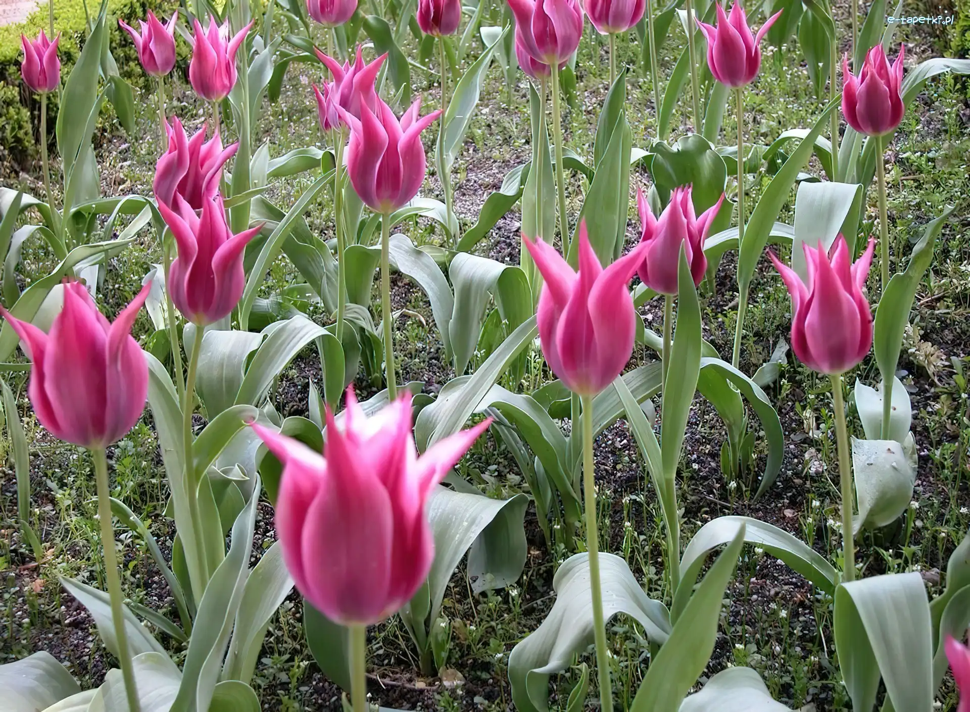 Tulipany, Różowe