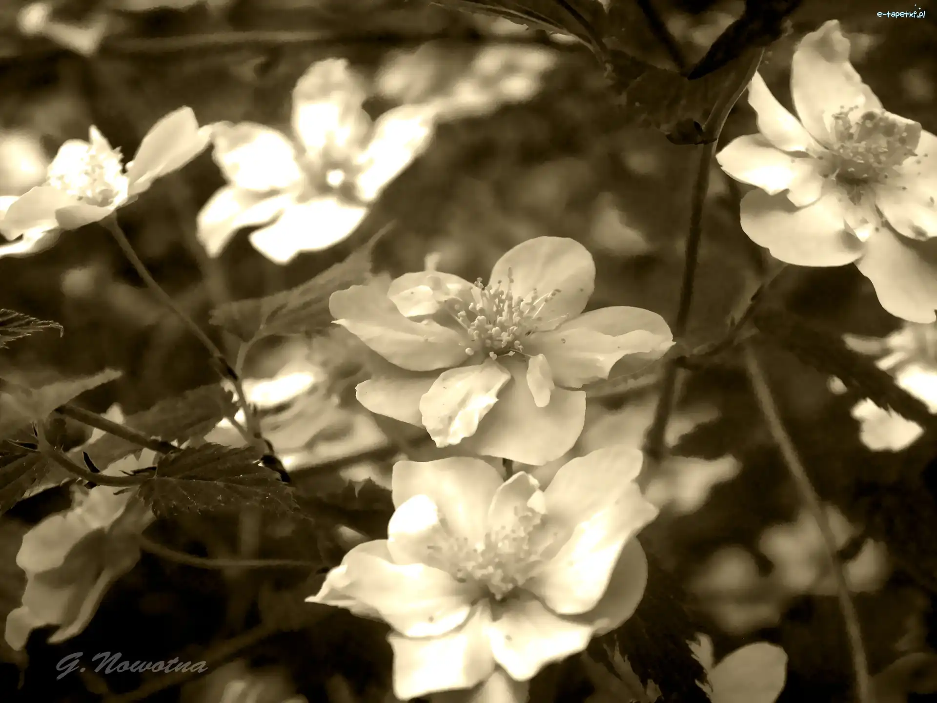 Sepia, Kwiaty