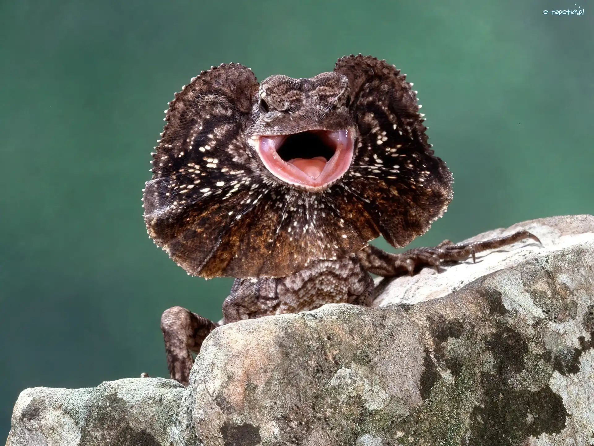 Kołnierzasta, Agama
