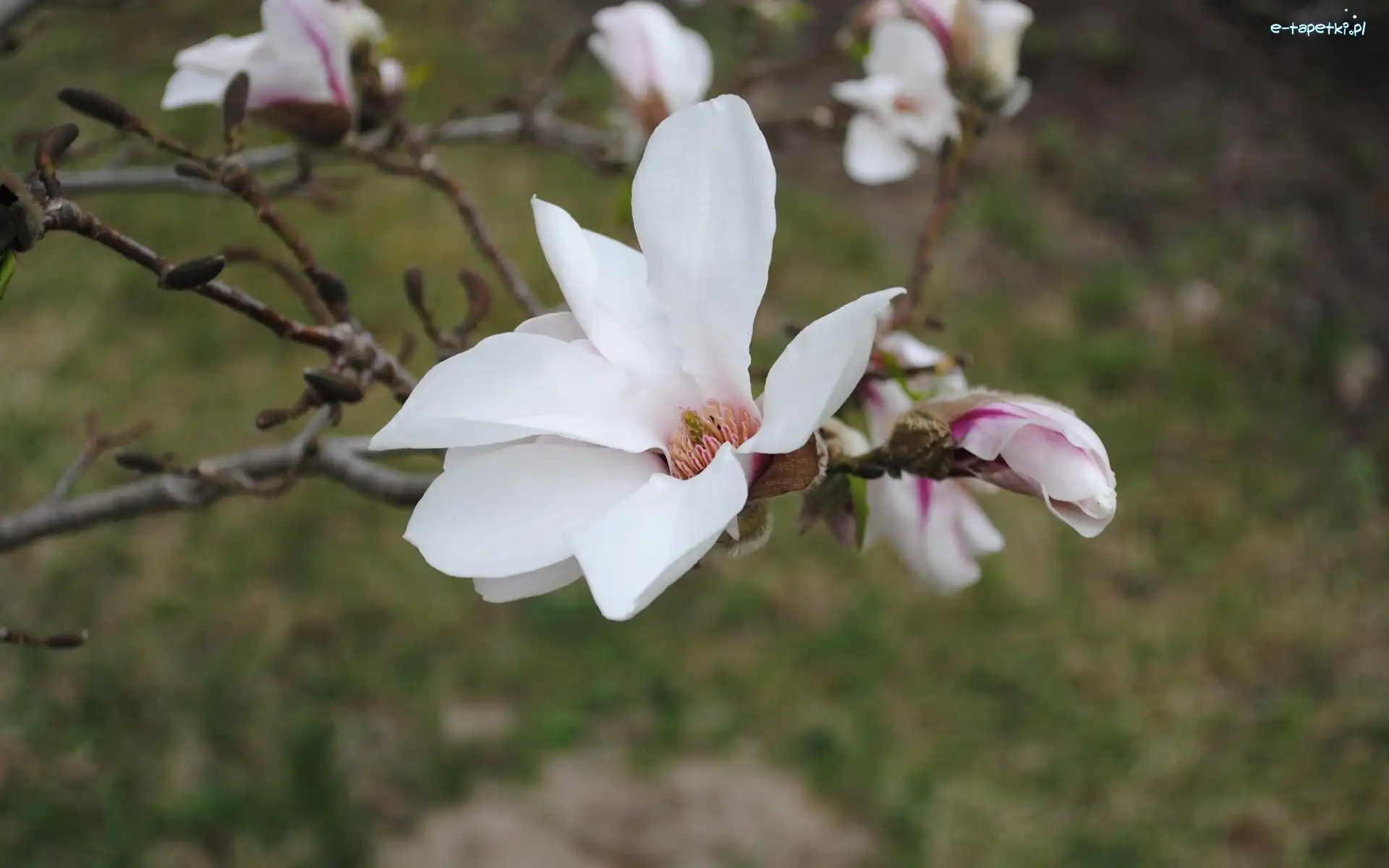 Magnolii, Kwiaty, Białe