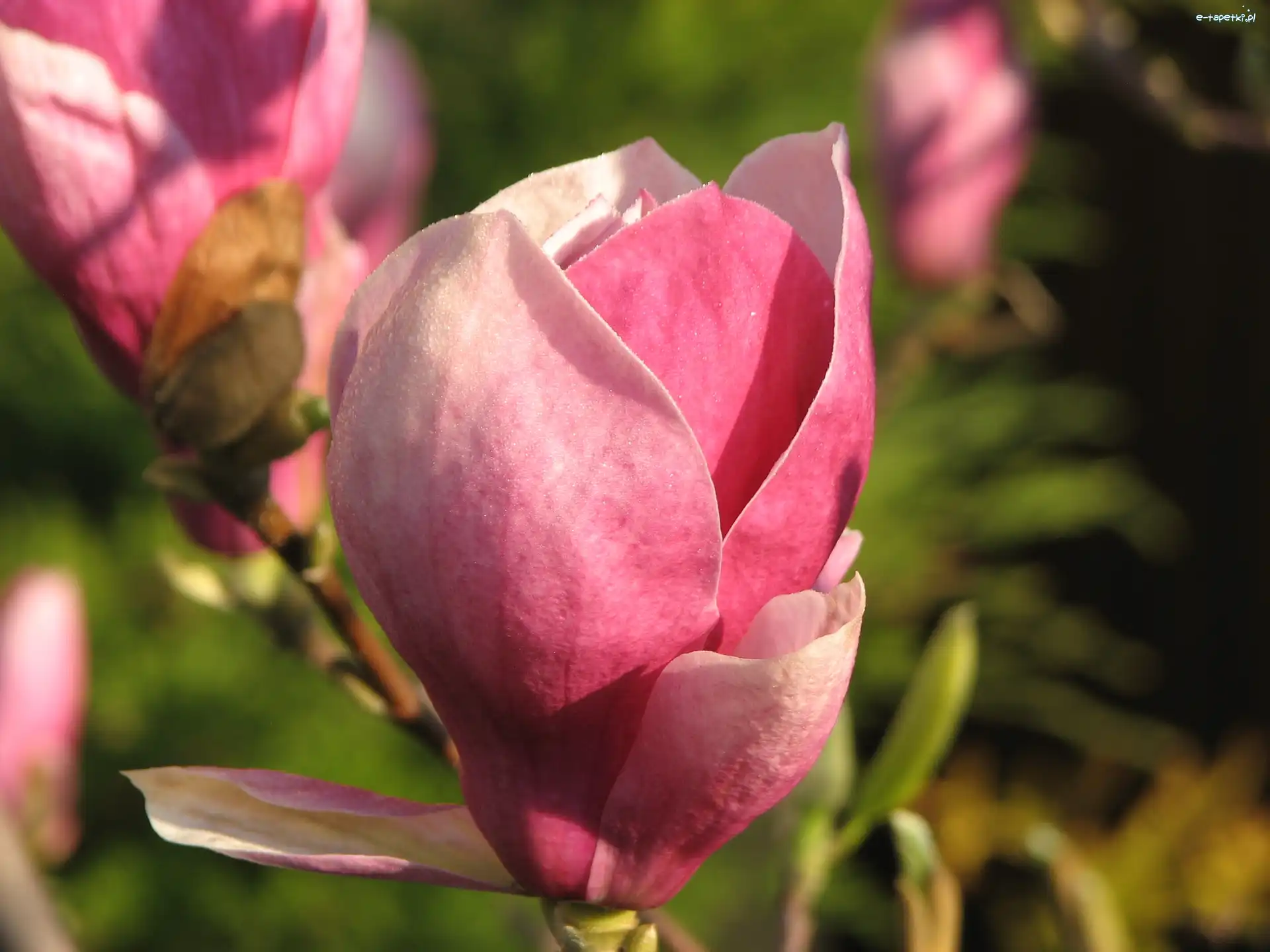 Magnolii, Pąk