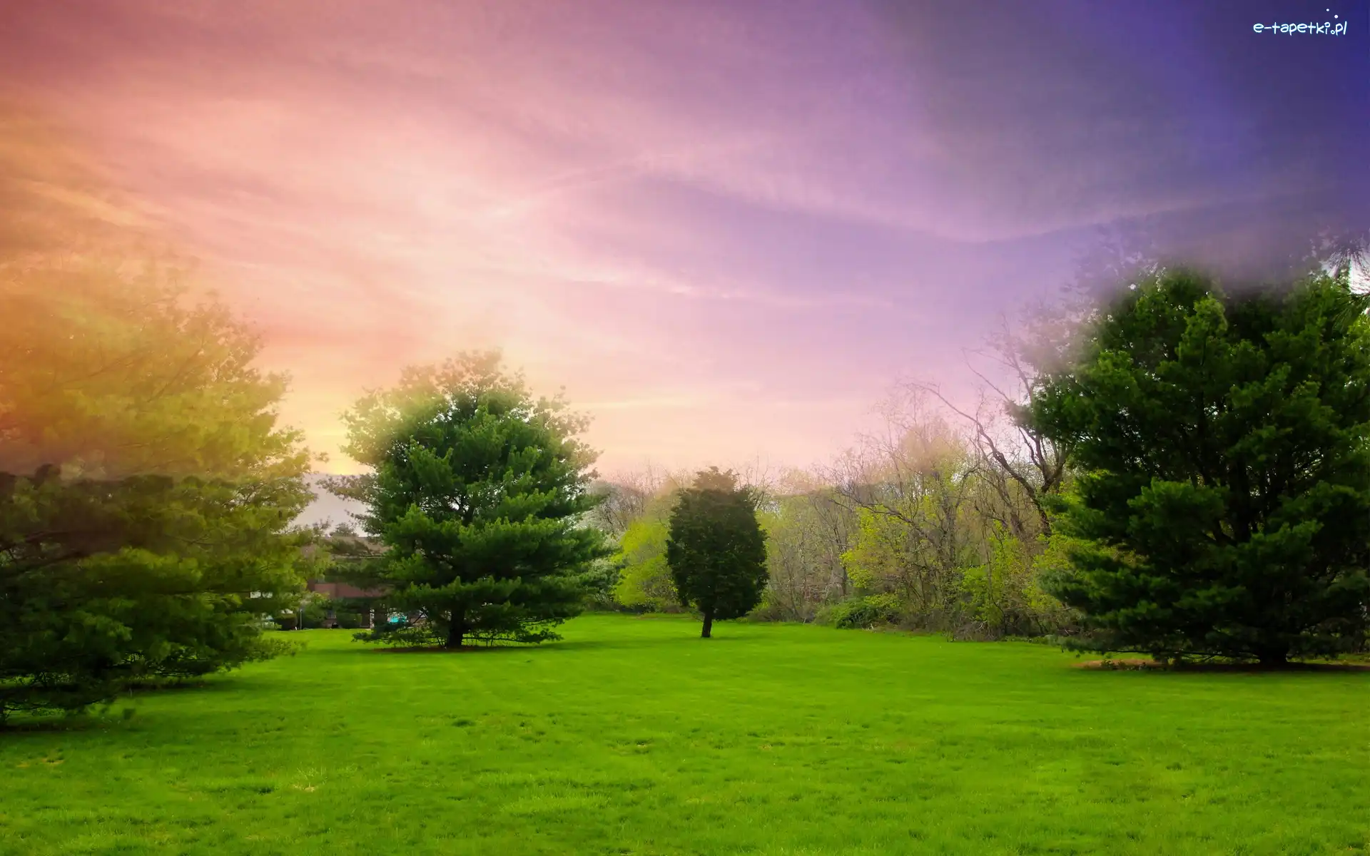 Zielone, Krzewy, Drzewa, Park