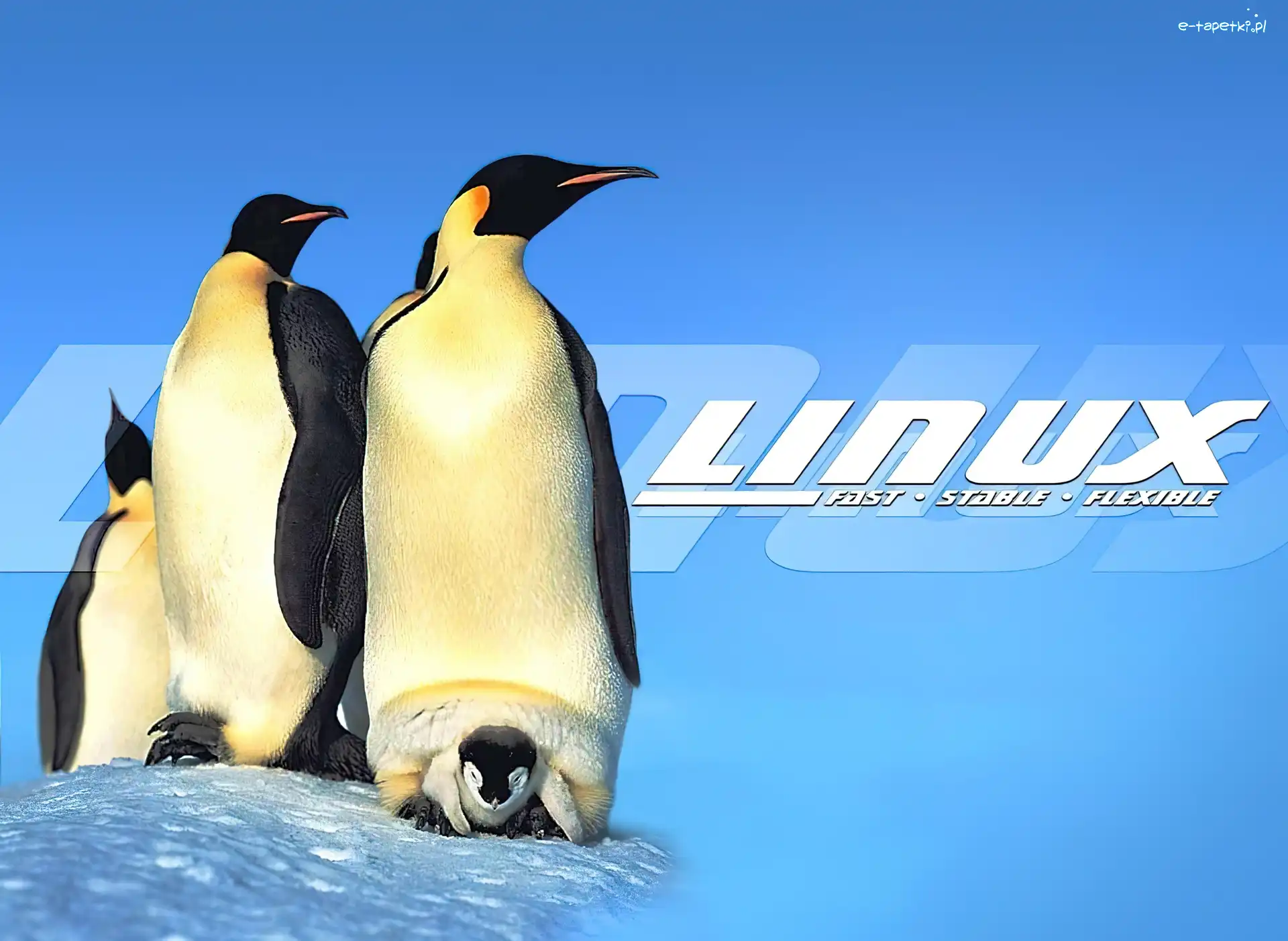 Linux, Pingwinów, Rodzinka, System