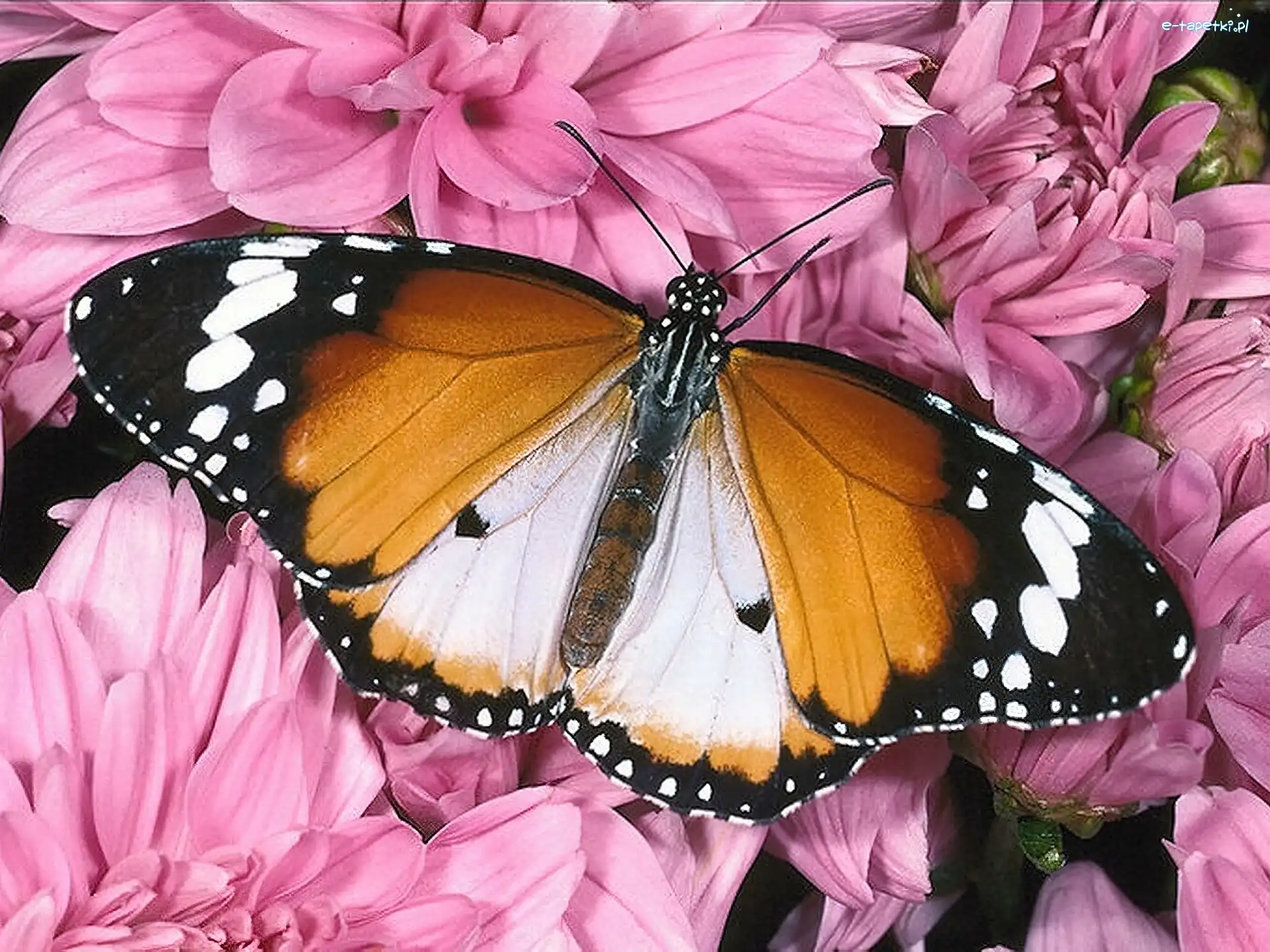 Motyl, Kwiaty, Różowe