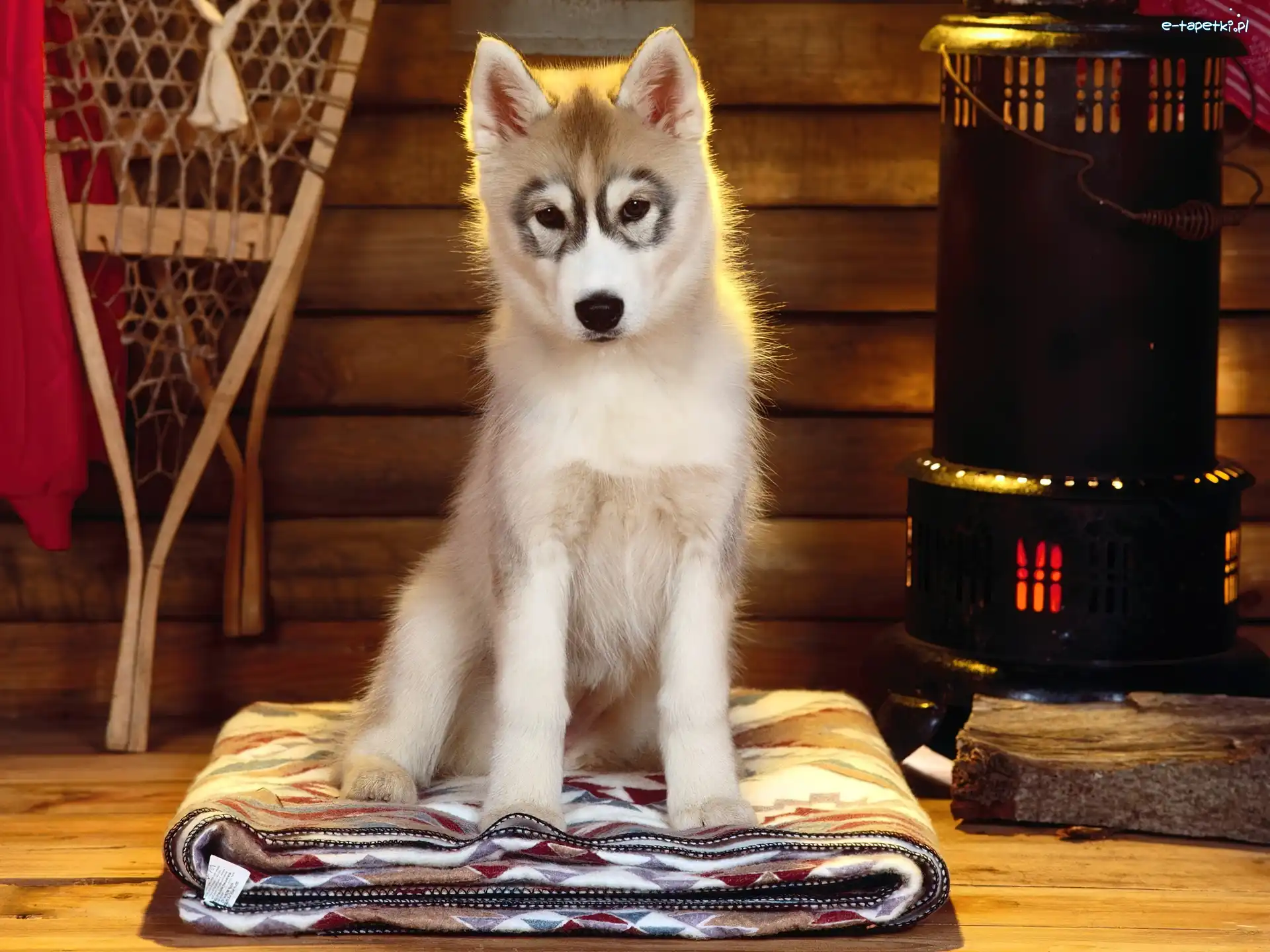 Szczeniak, Siberian Husky