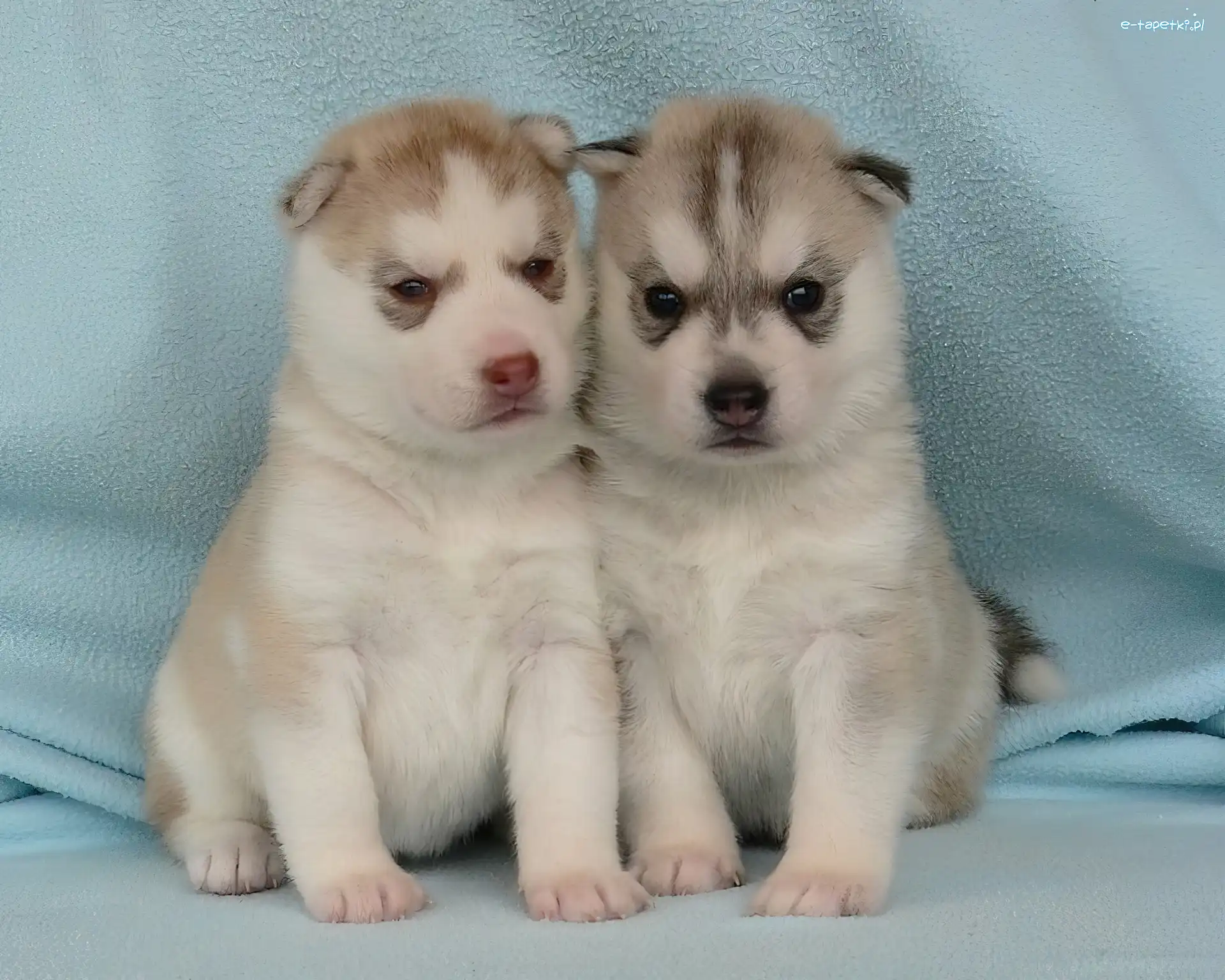 Szczeniaki, Siberian Husky