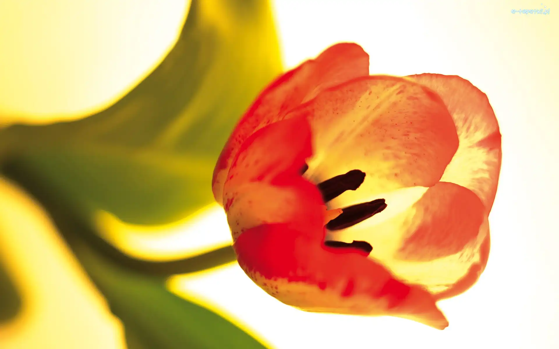 Płatki, Tulipan