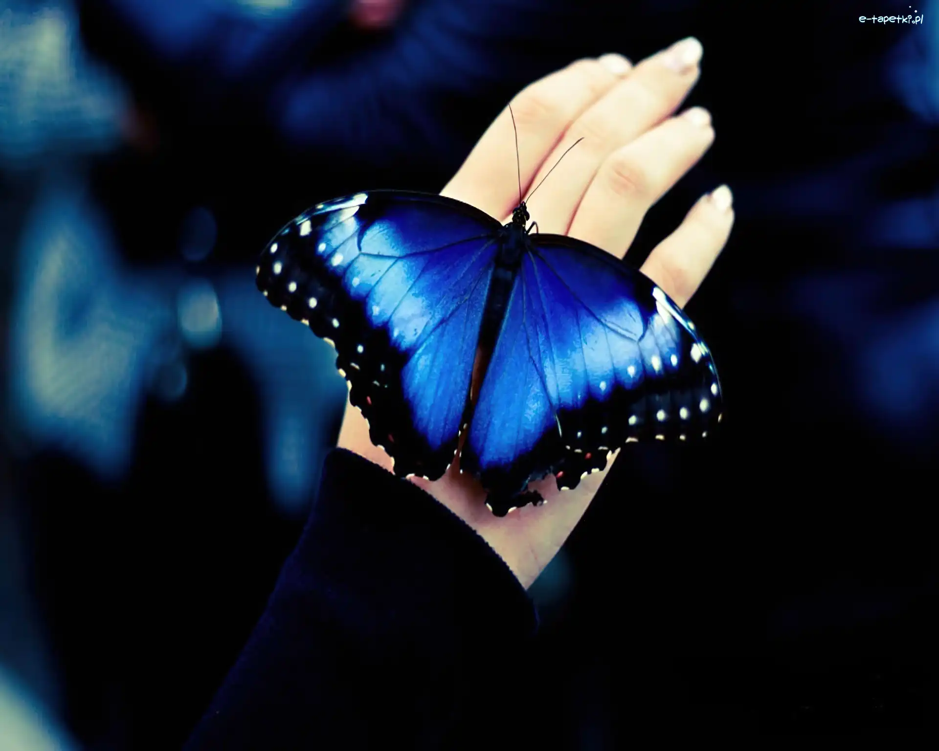 Motyl, Niebieski, Ręka