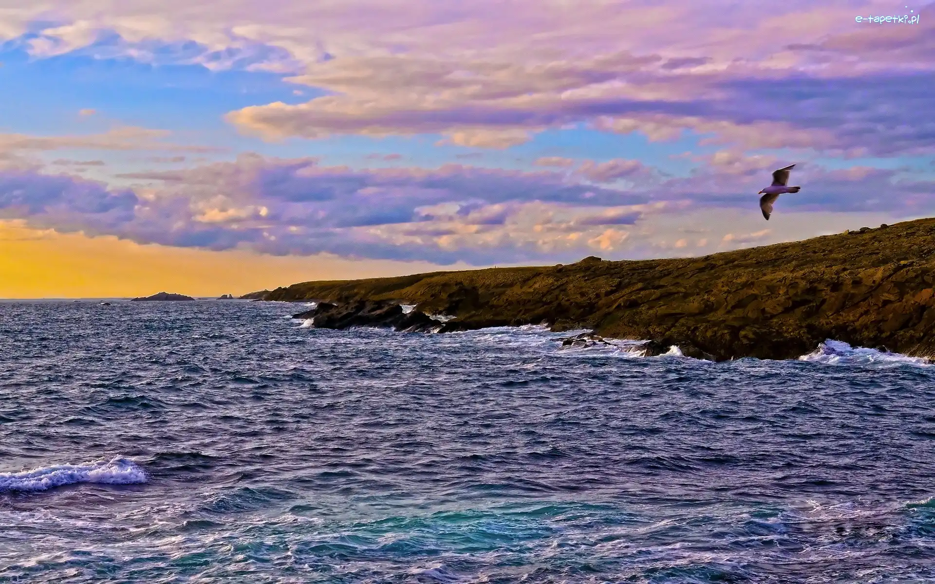 Ptak, Ocean