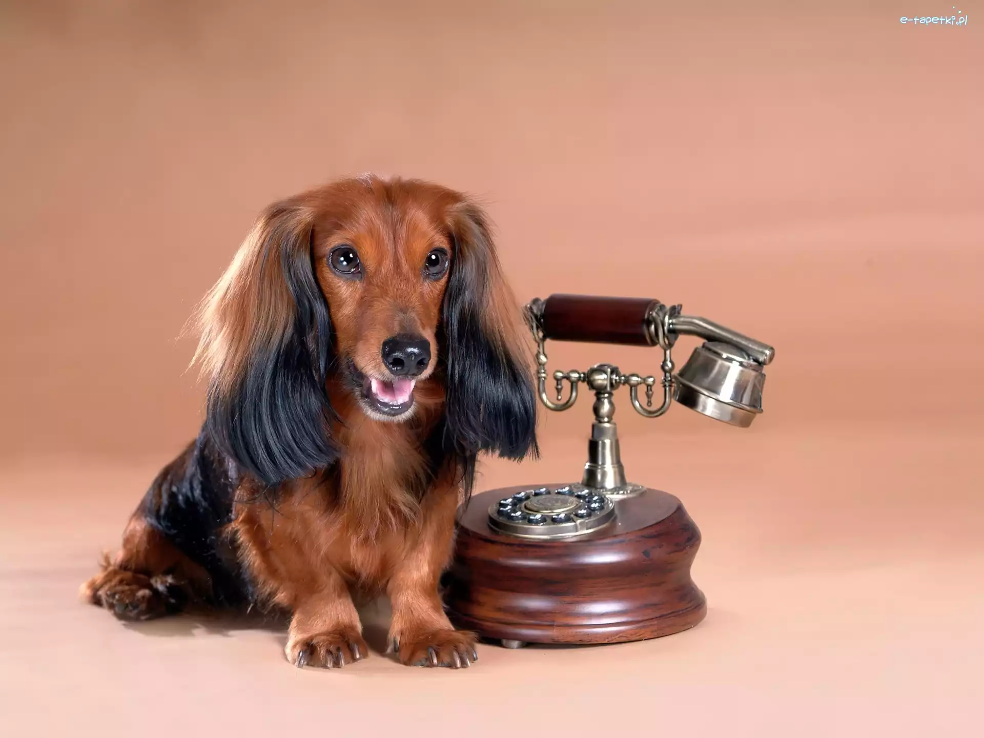 Telefon, Jamnik Długowłosy