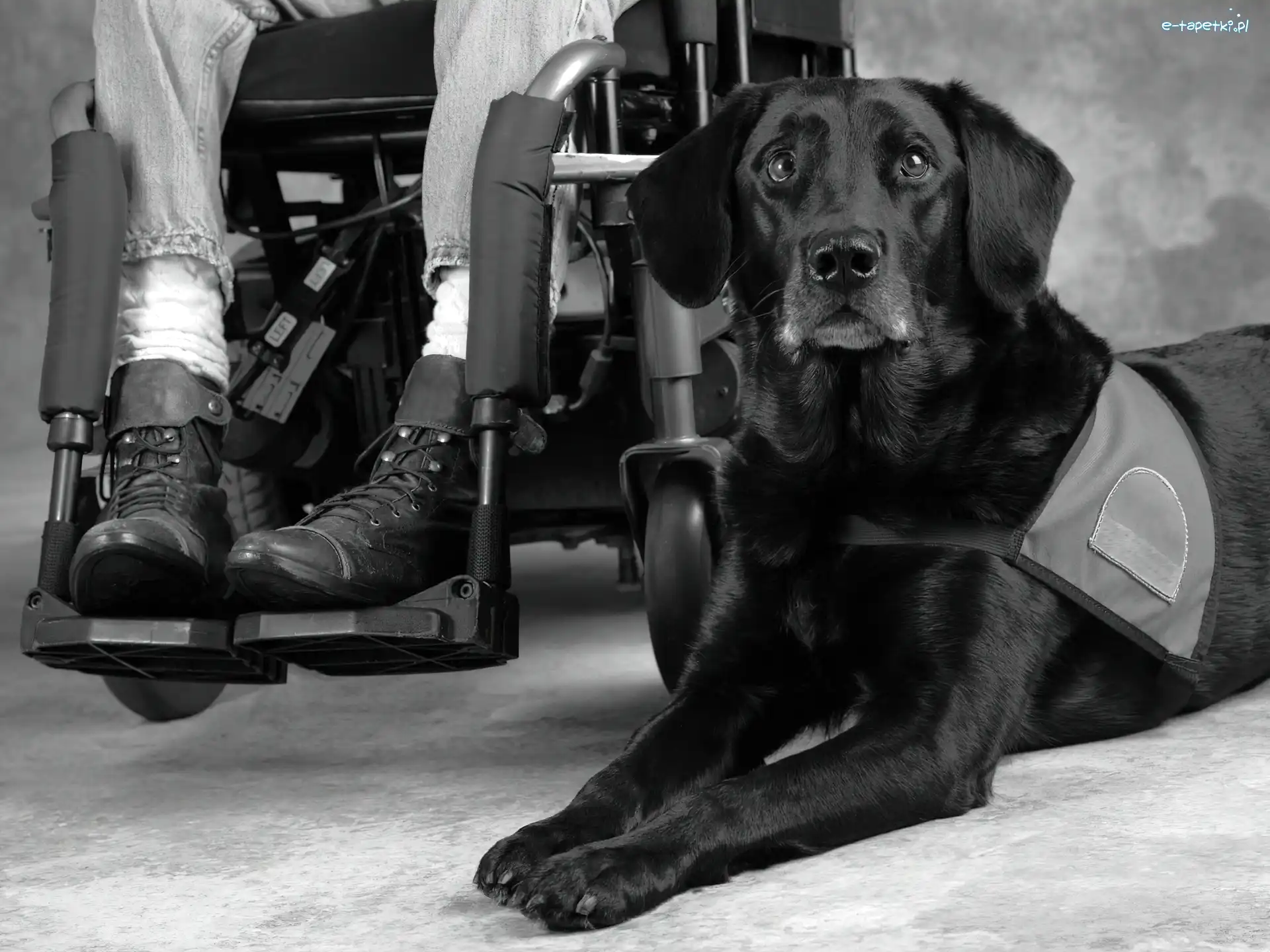 Retriever, Inwalidzki, Wózek, Labrador