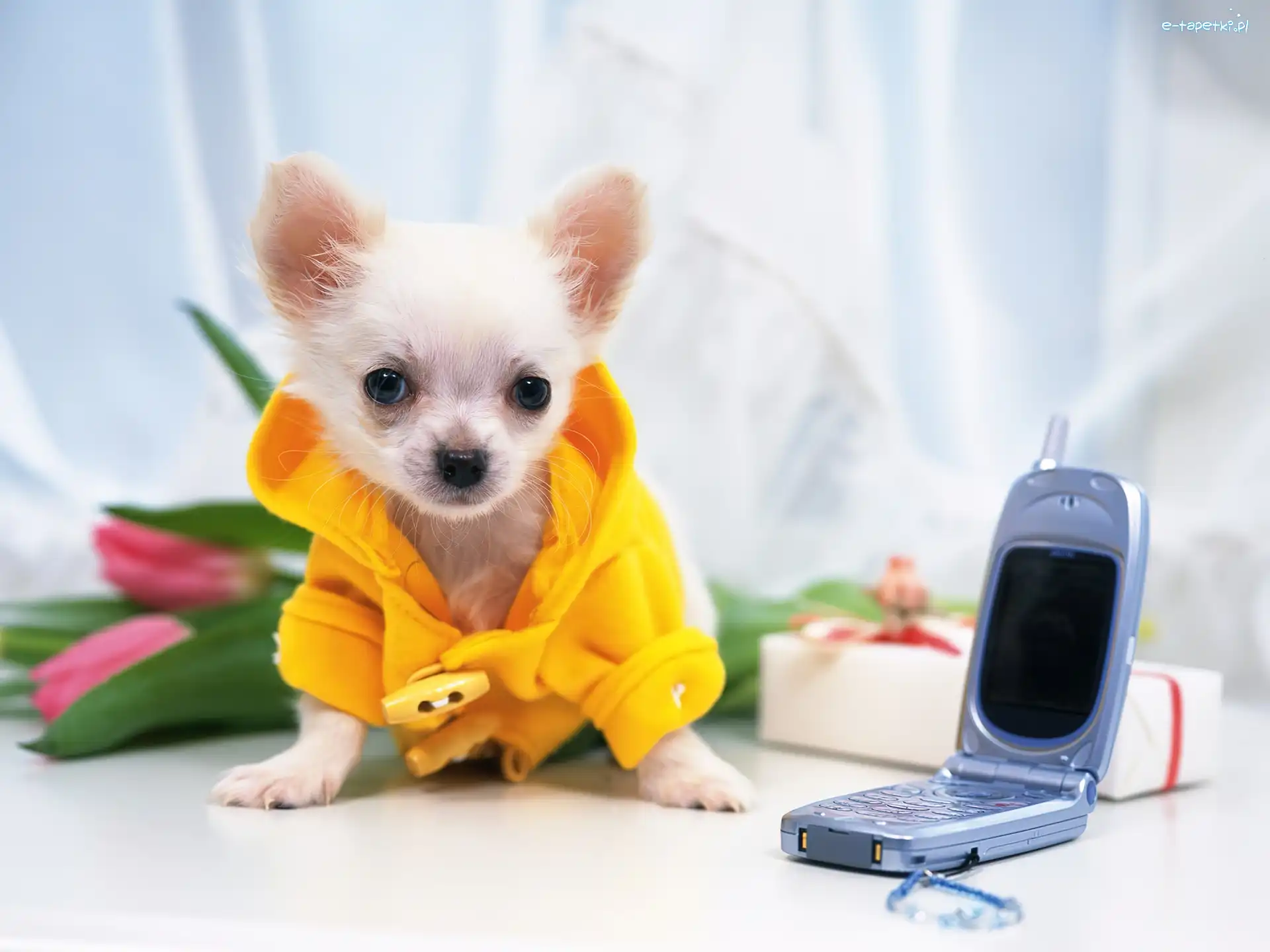 Telefon, Chihuahua, Komórkowy, Szczeniak