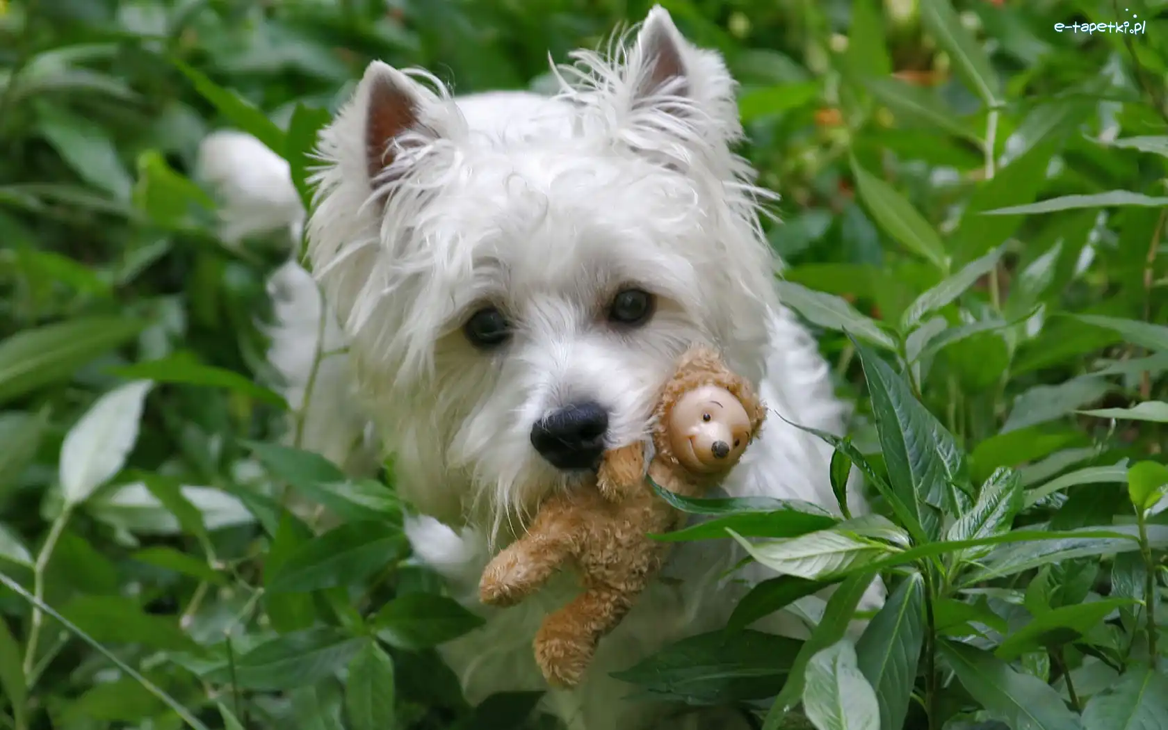 Zabawka, West Highland White Terrier