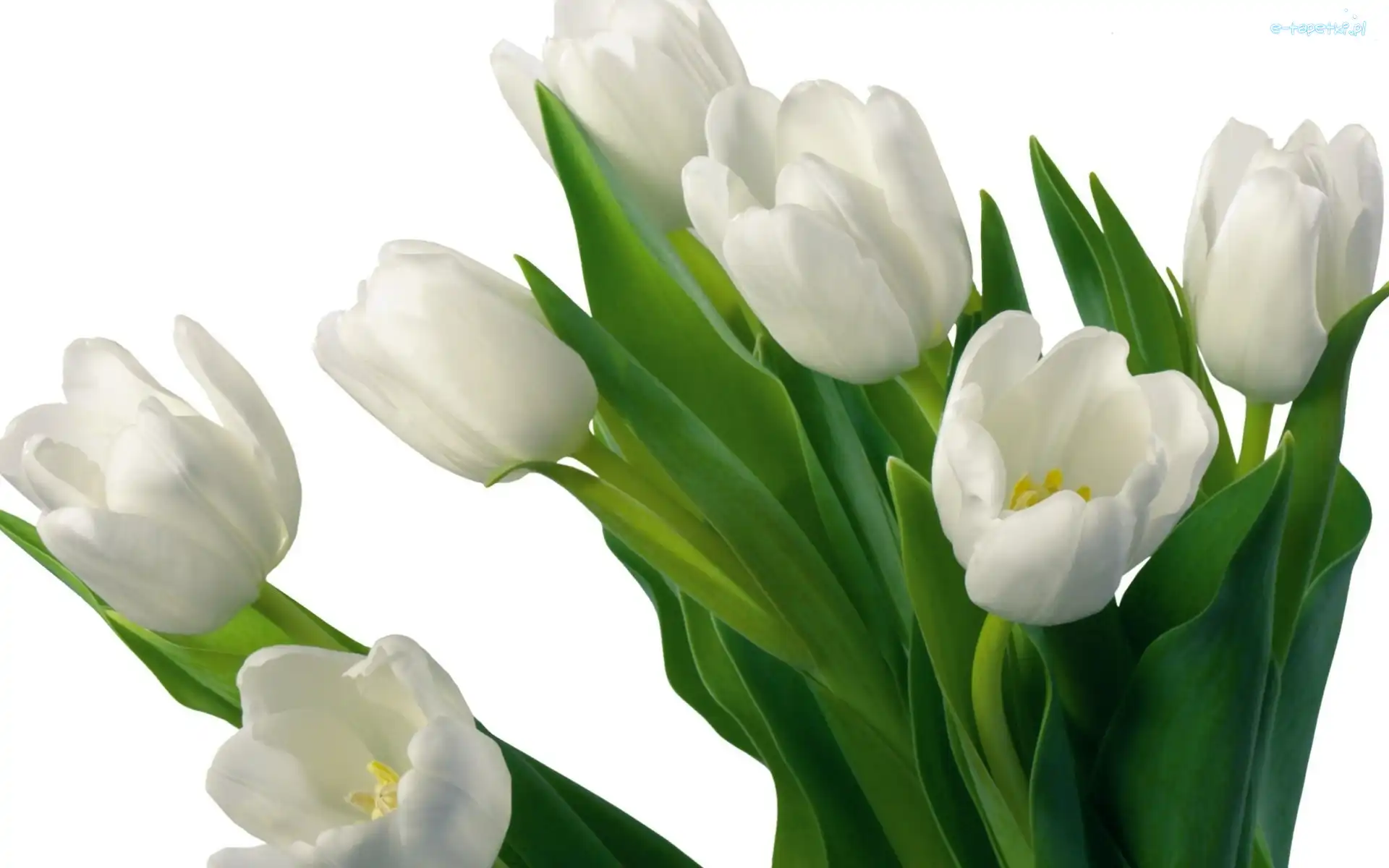 Tulipany, Białe