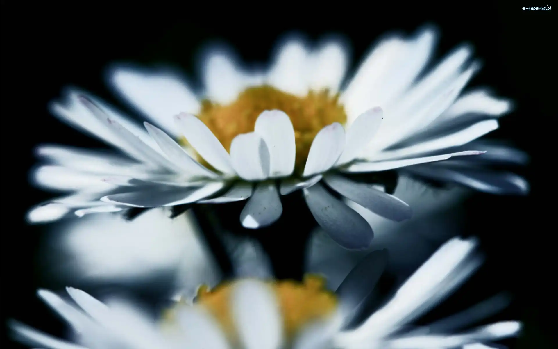 Odbicie, Margaretka