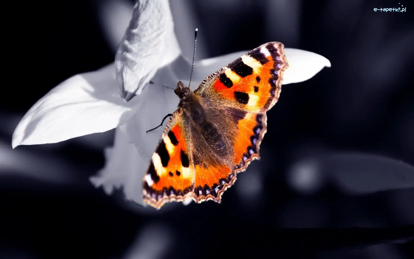 Płatki, Białe, Motyl