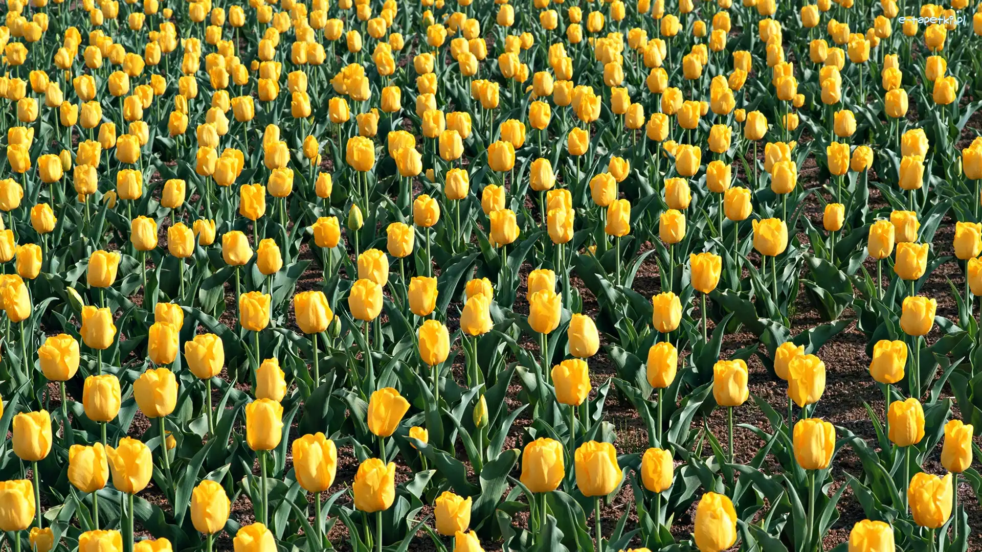Tulipanów, Żółtych, Plantacja