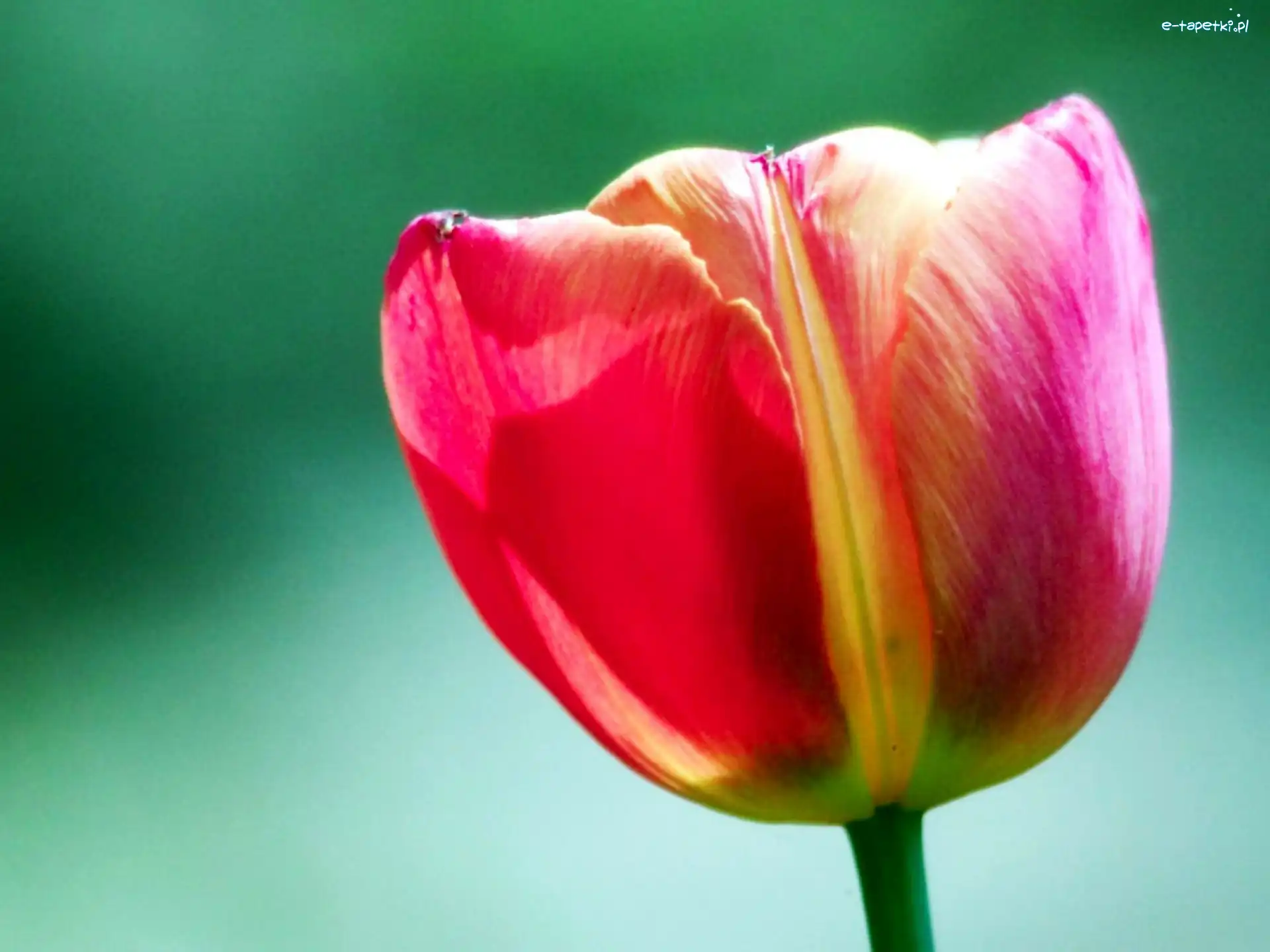 Tulipan, Kolorowy
