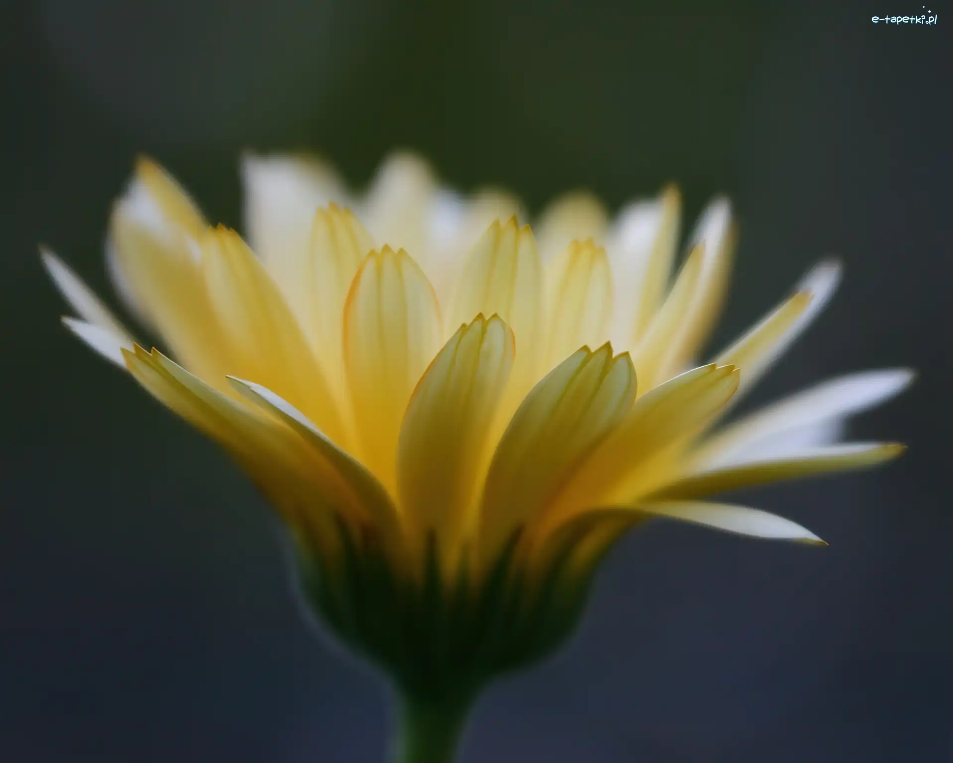 Gerbera, Żółta