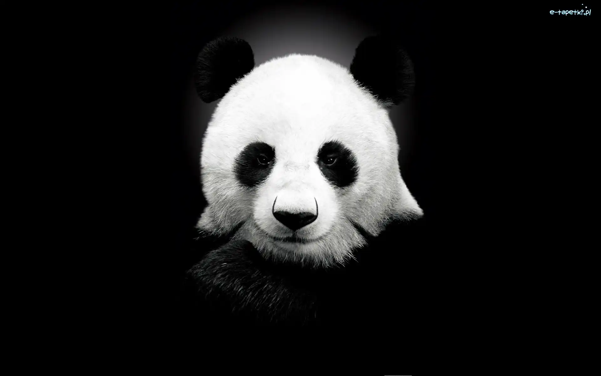 Panda, Biała, Czarno