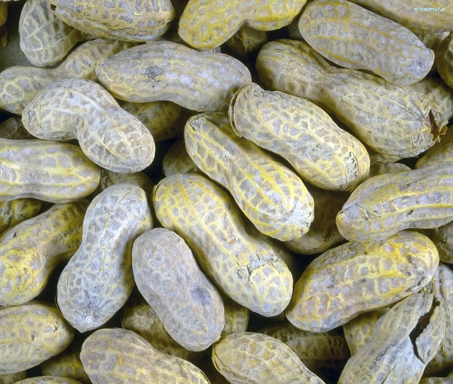 Ziemne, Orzeszki