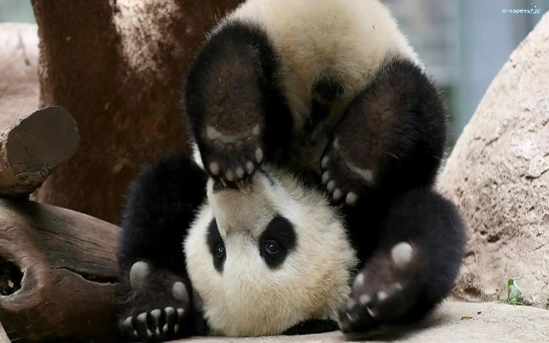 Sztuczka, Panda