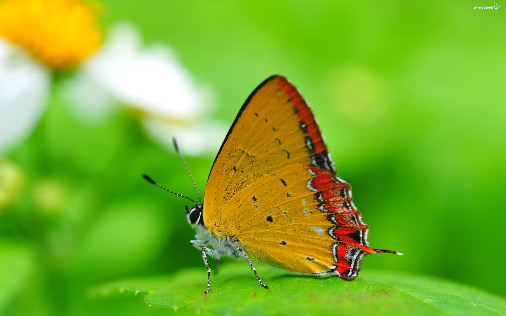 Liść, Motyl, Dwukolorowy