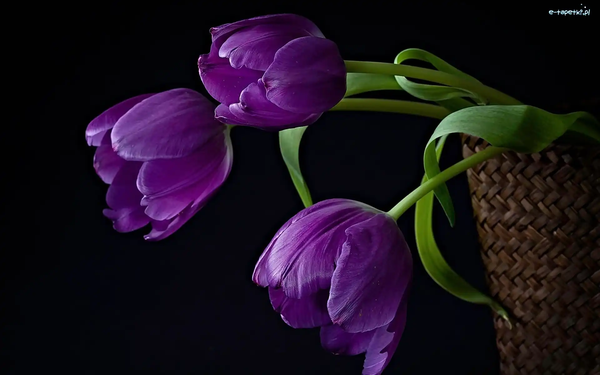 Tulipany, Fioletowe