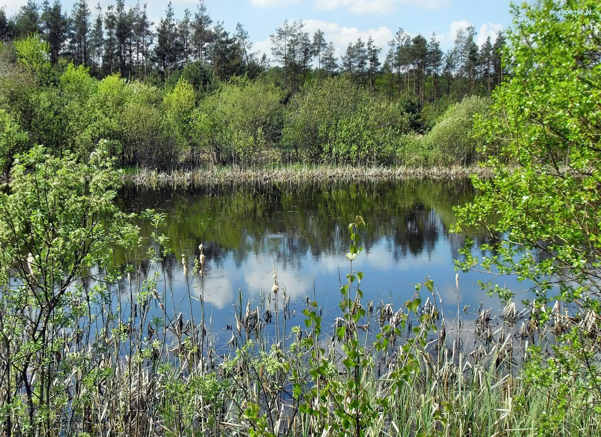 Zieleń, Jezioro, Wiosna