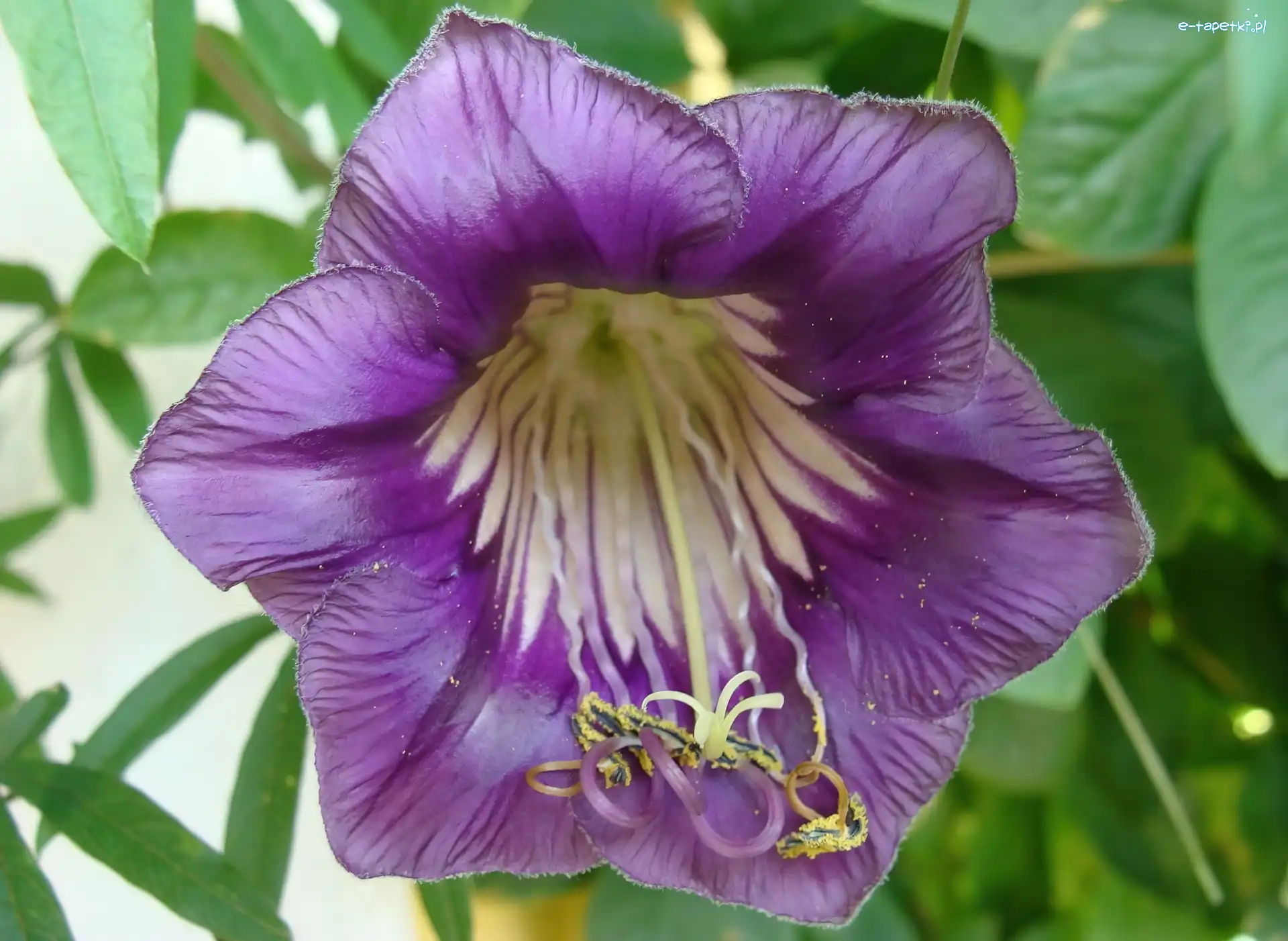 Kobea, Fioletowa